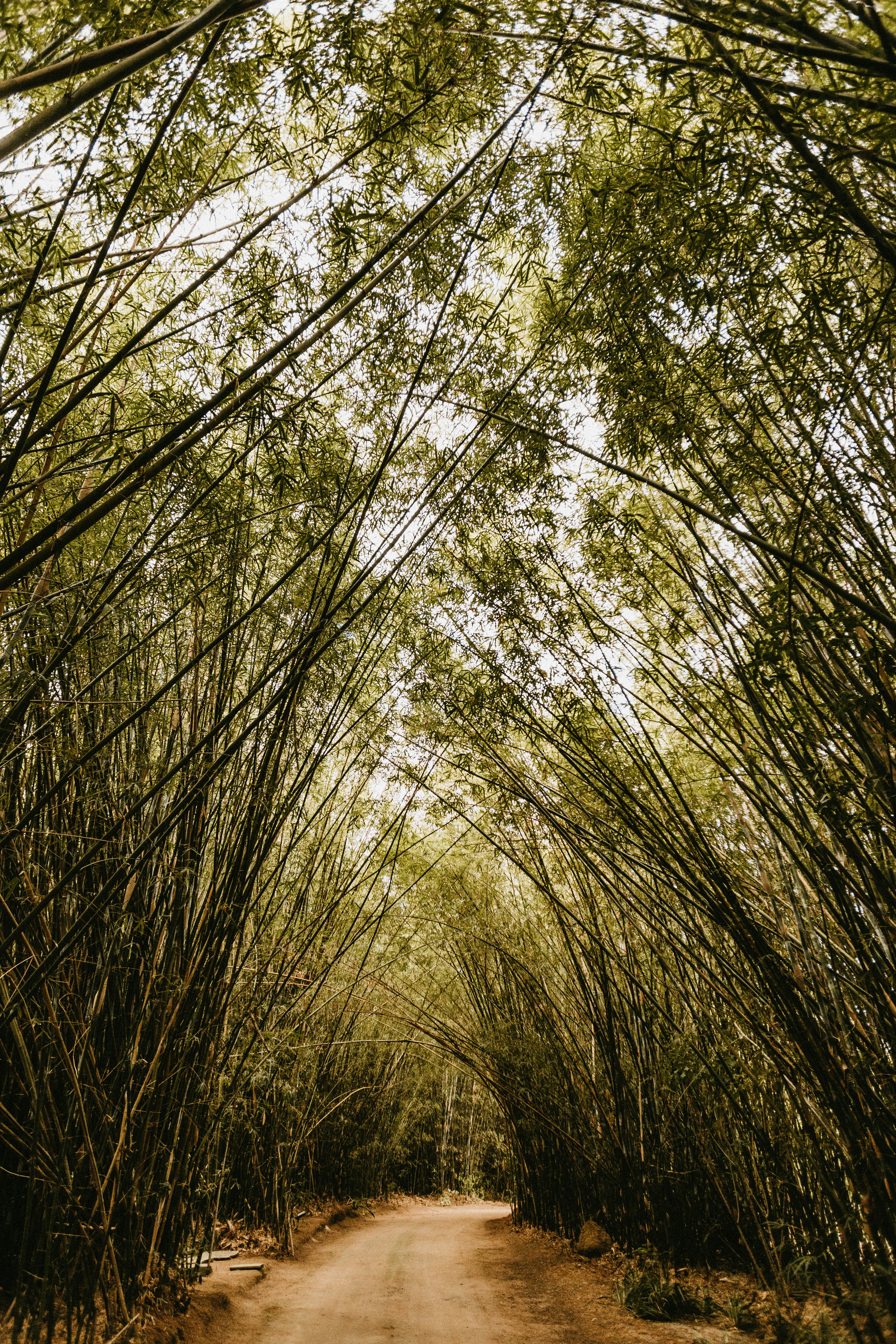 Dirt Path Through Bamboo Tunnel