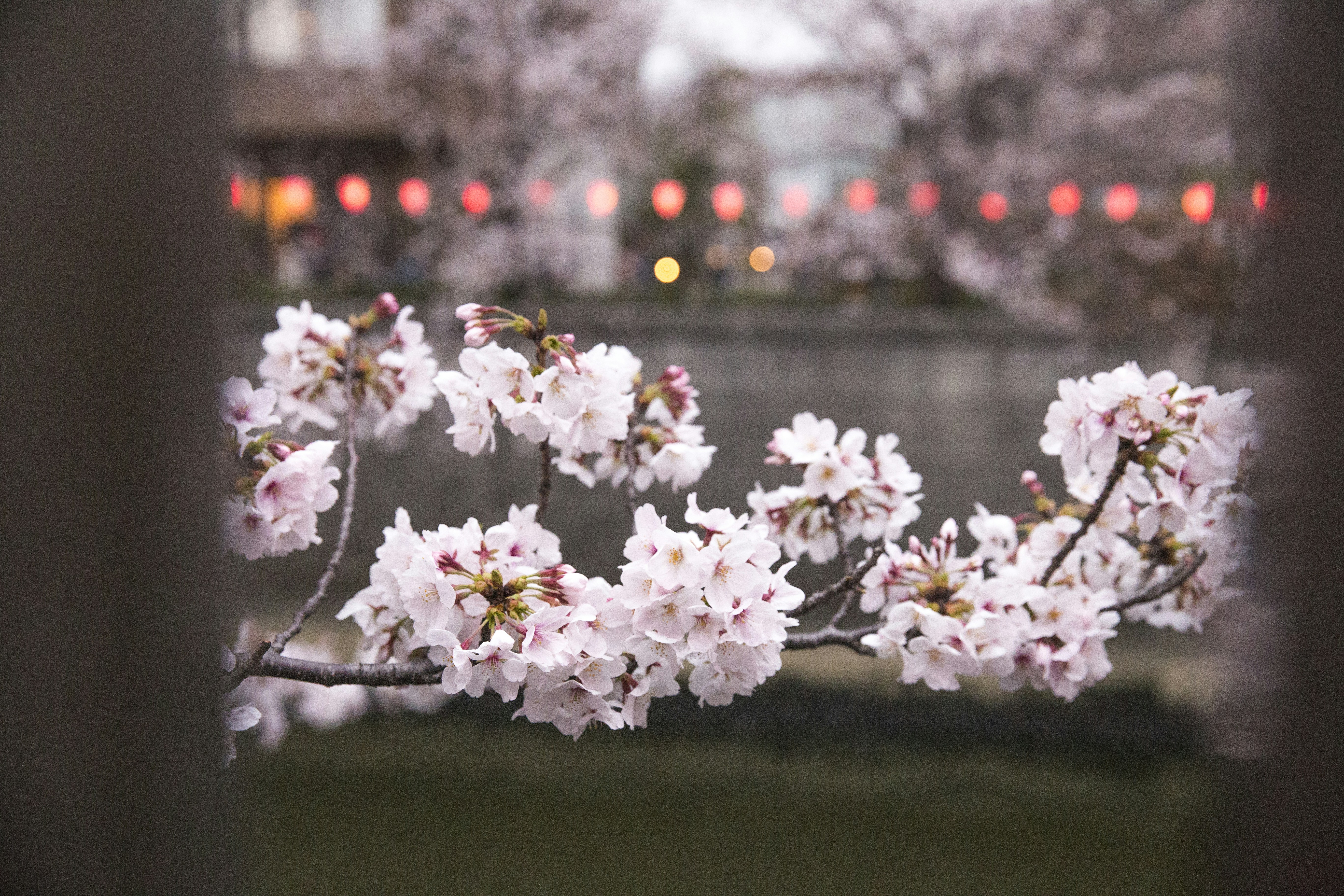 Cherry Blossoms By Water
