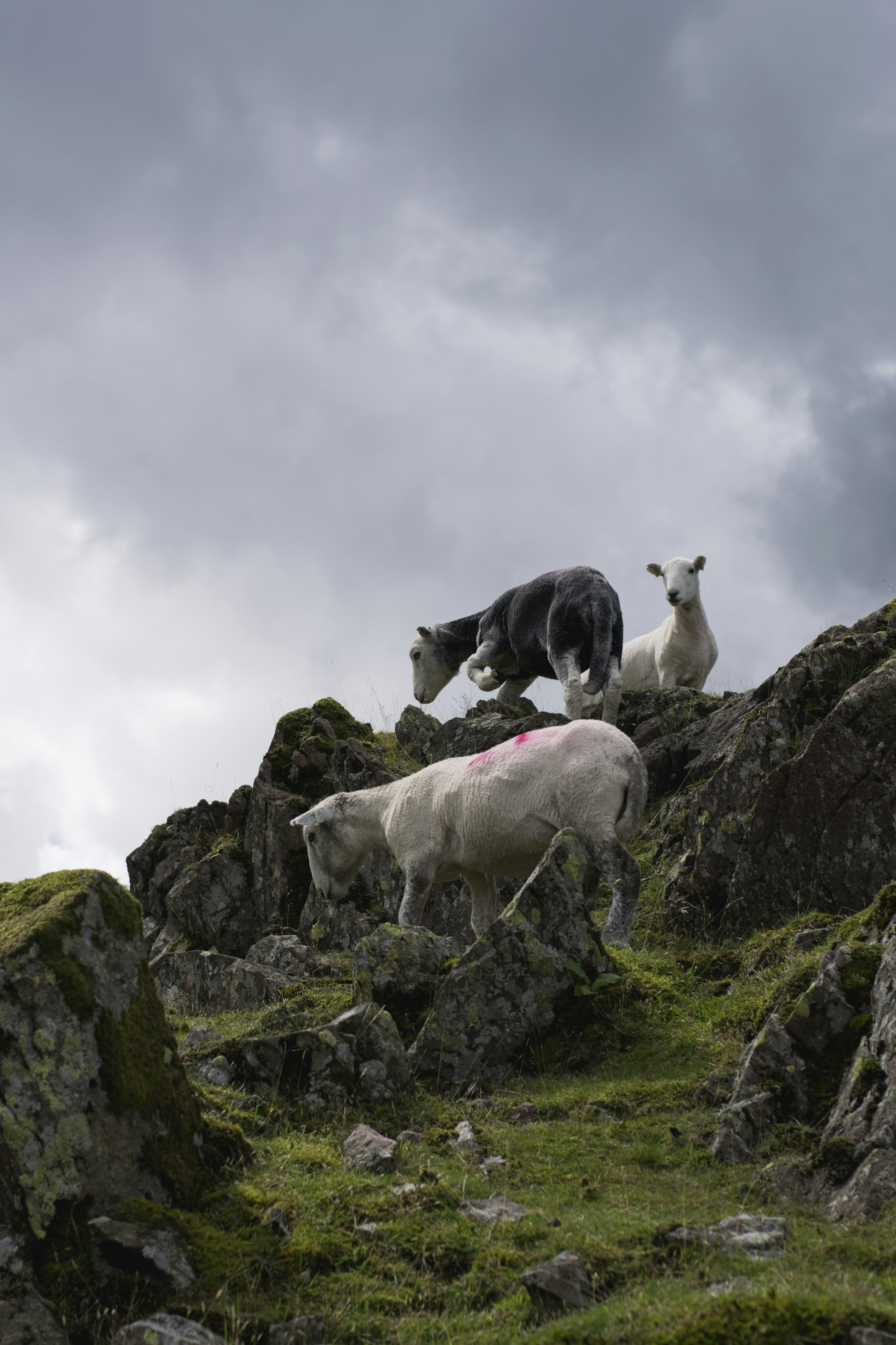 Sheep on Rocky Hillside