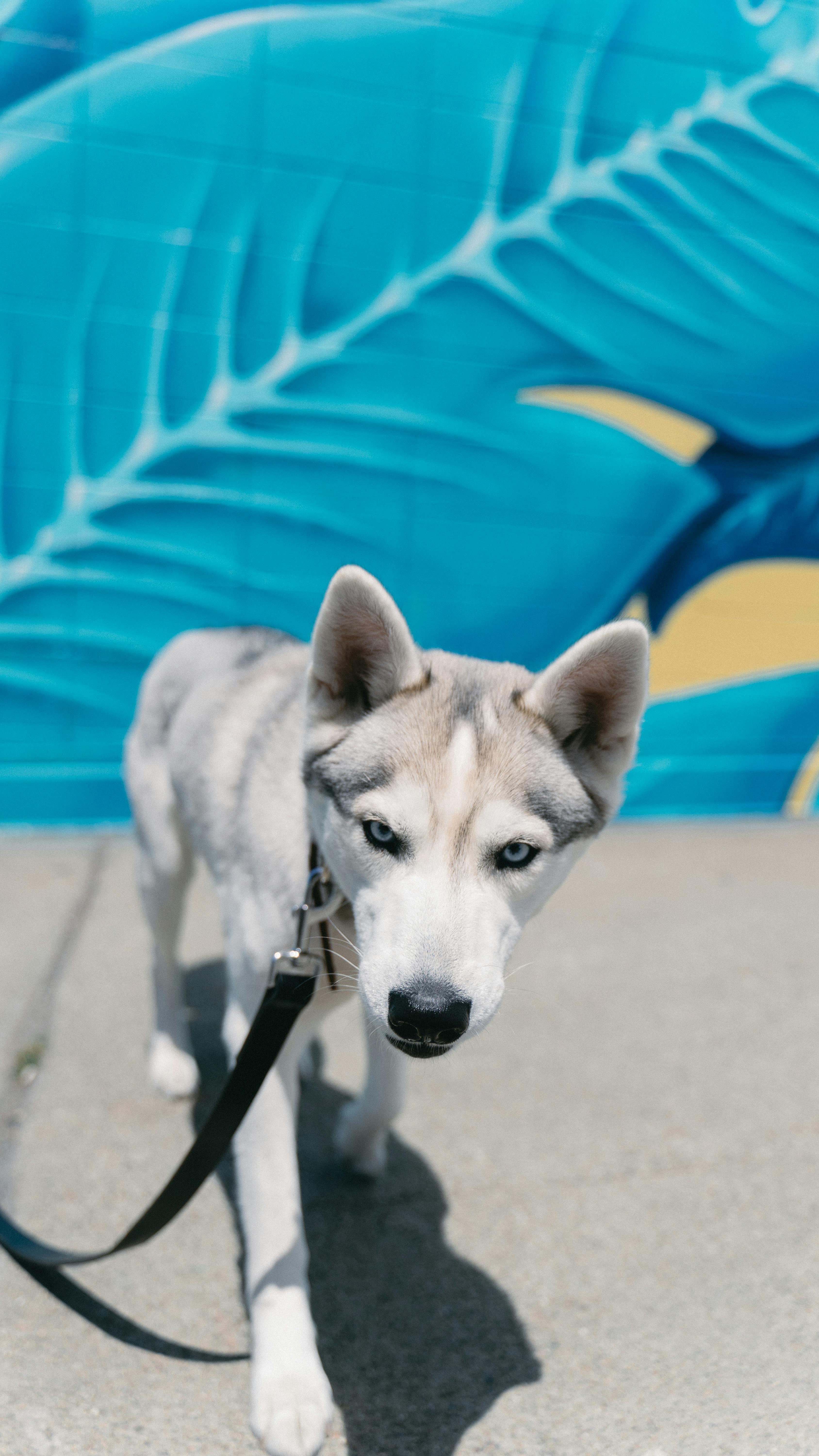 Blue-eyed Husky Standing on Sidewalk