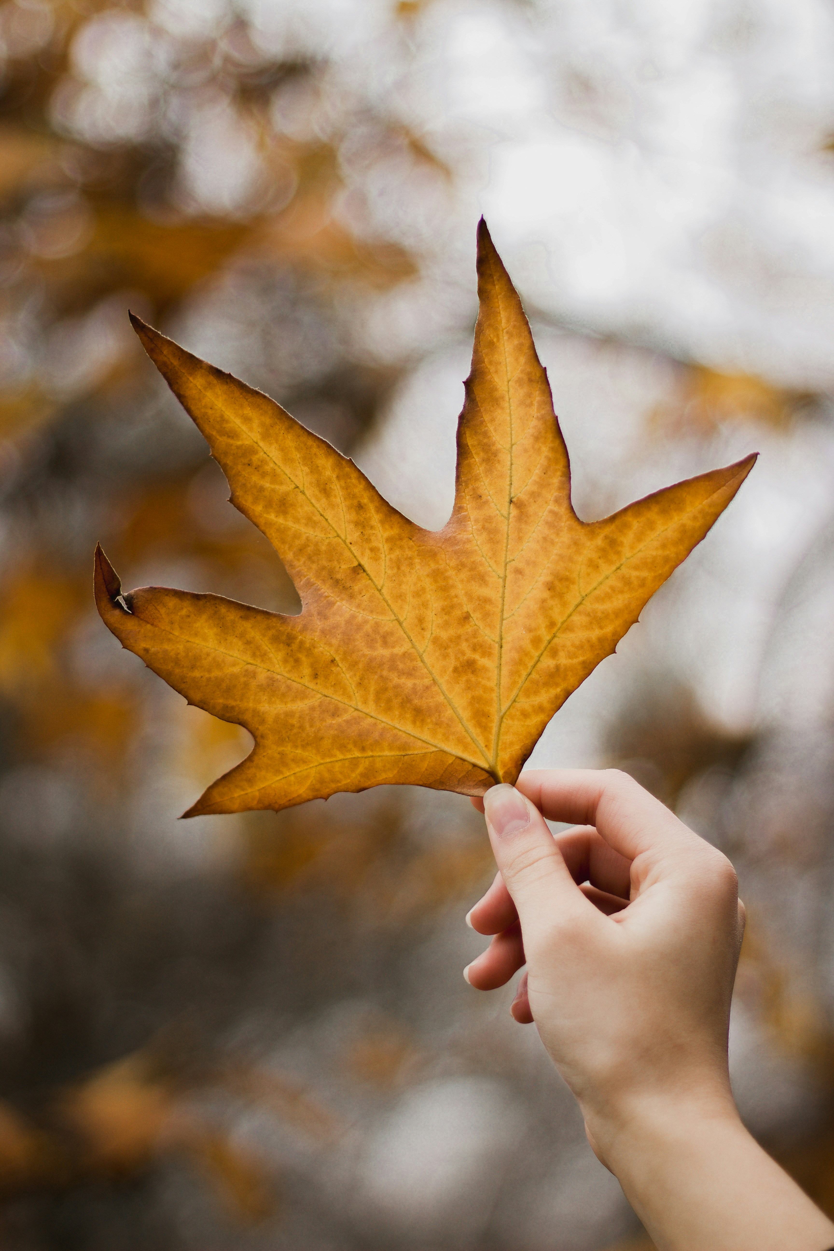 Hand Holding Golden Autumn Maple Leaf