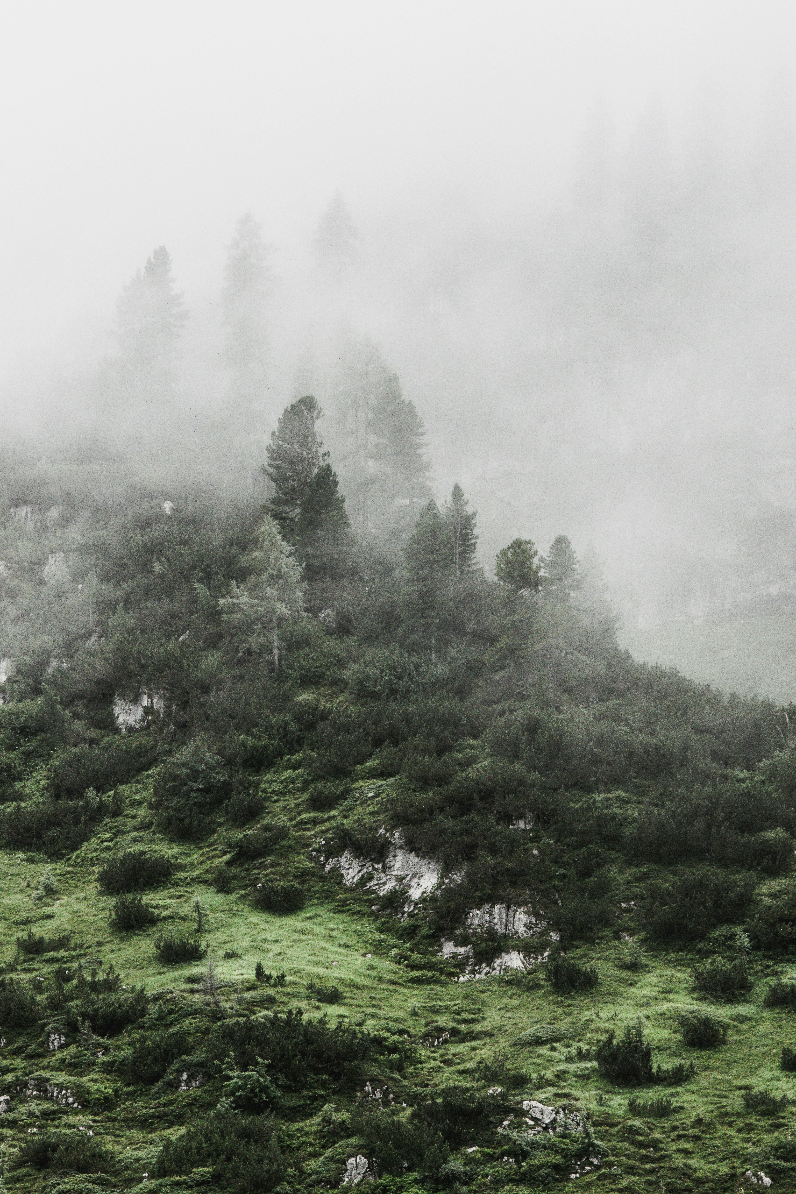 Foggy Mountain Slope Forest