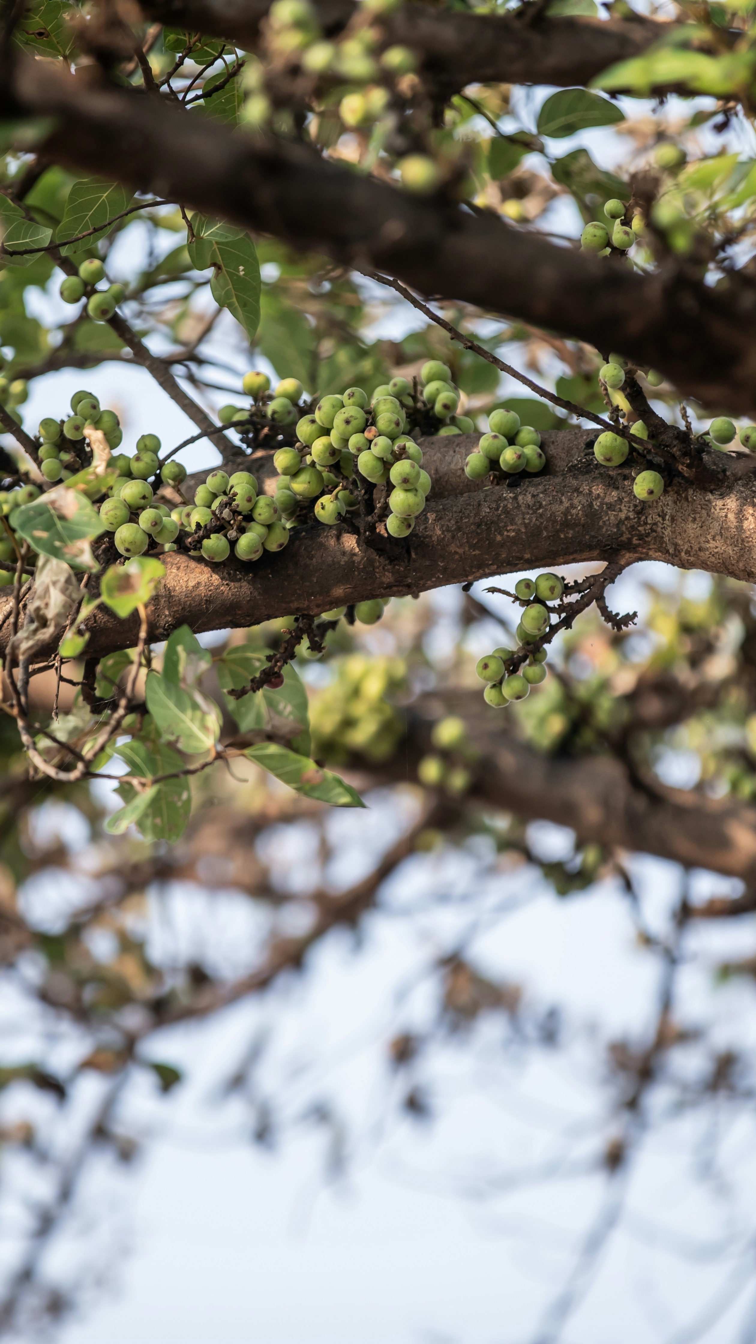Green Figs Growing on Tree Branch