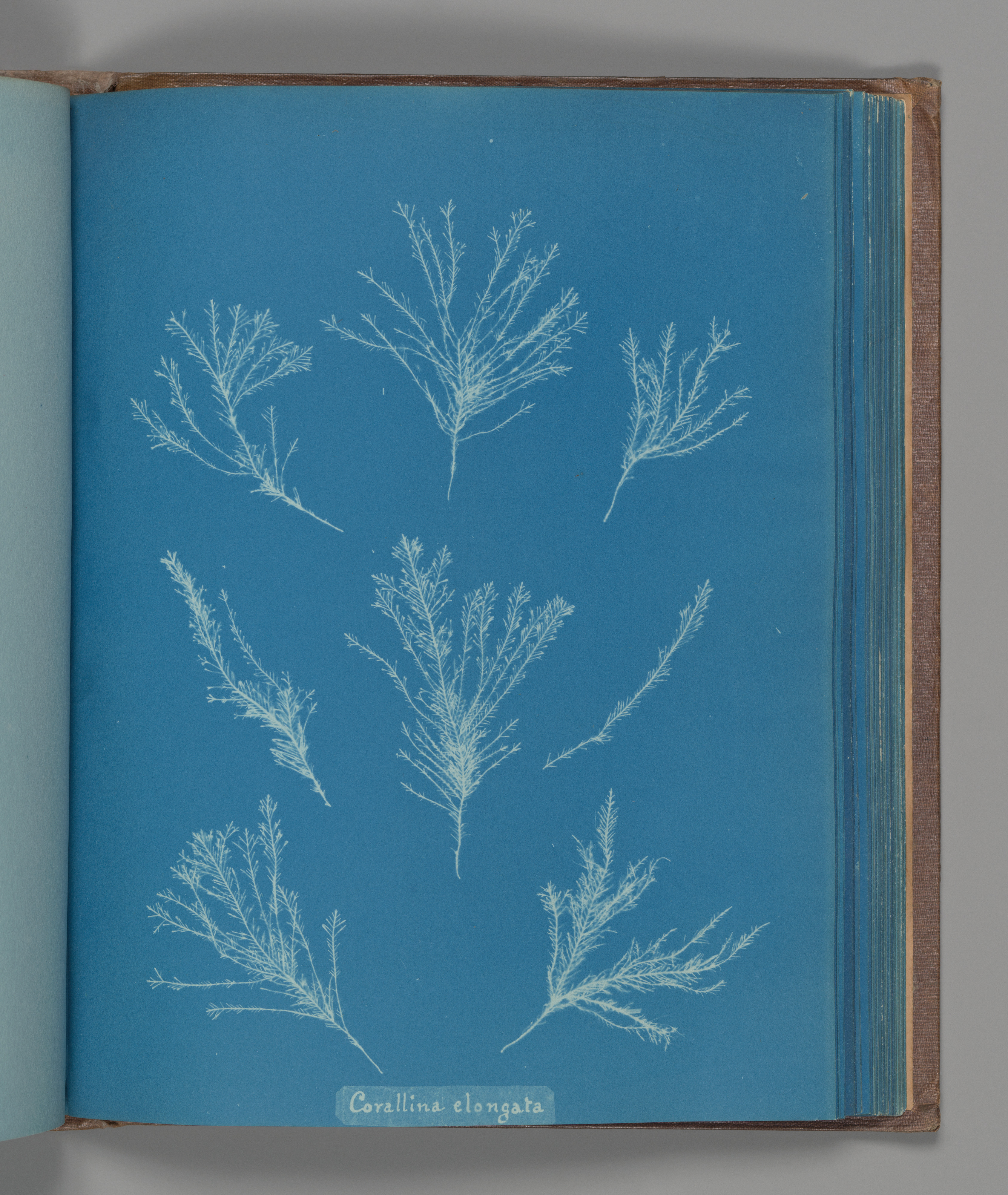 Cyanotype of Corallina elongata Algae