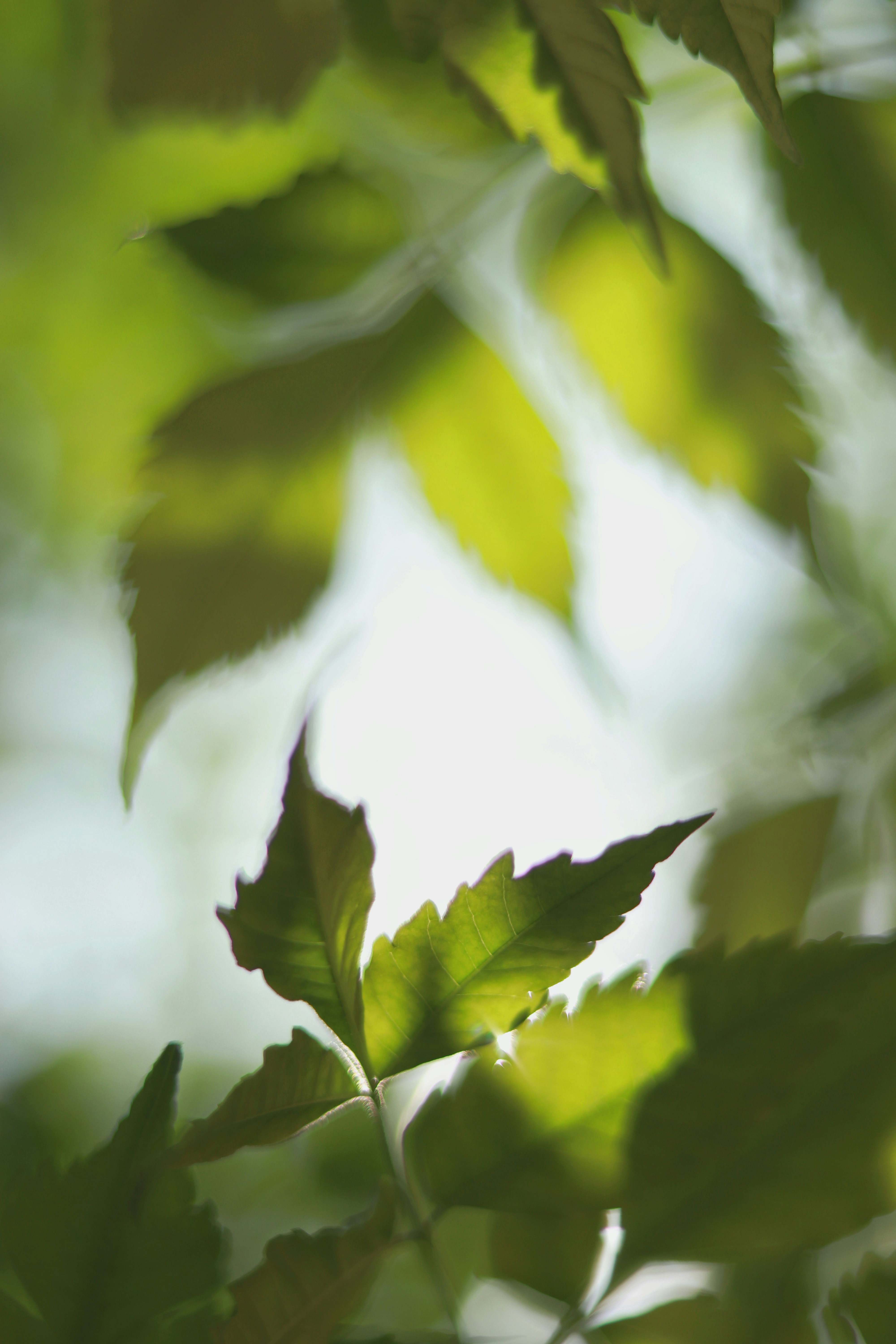 Backlit Green Leaves