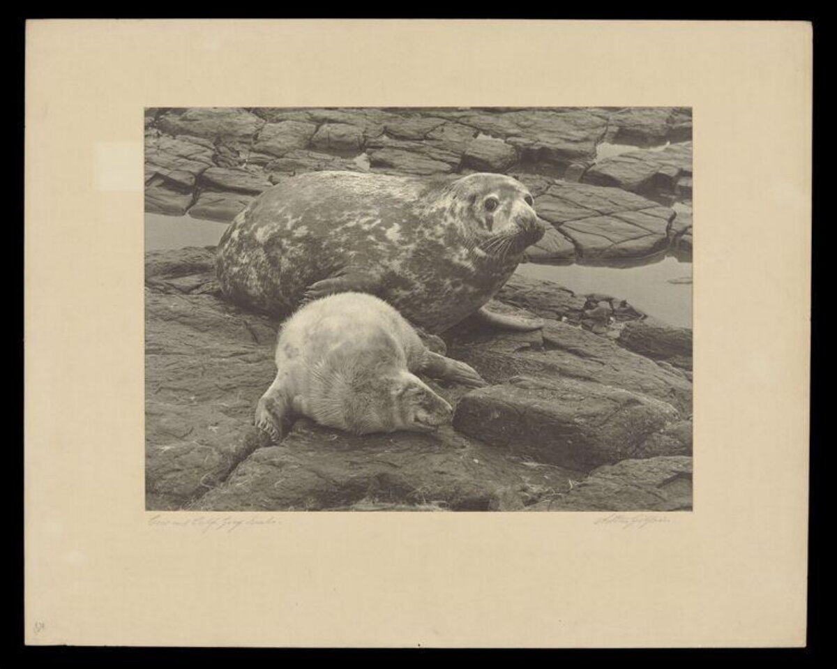 Two Grey Seals on Rocky Shore