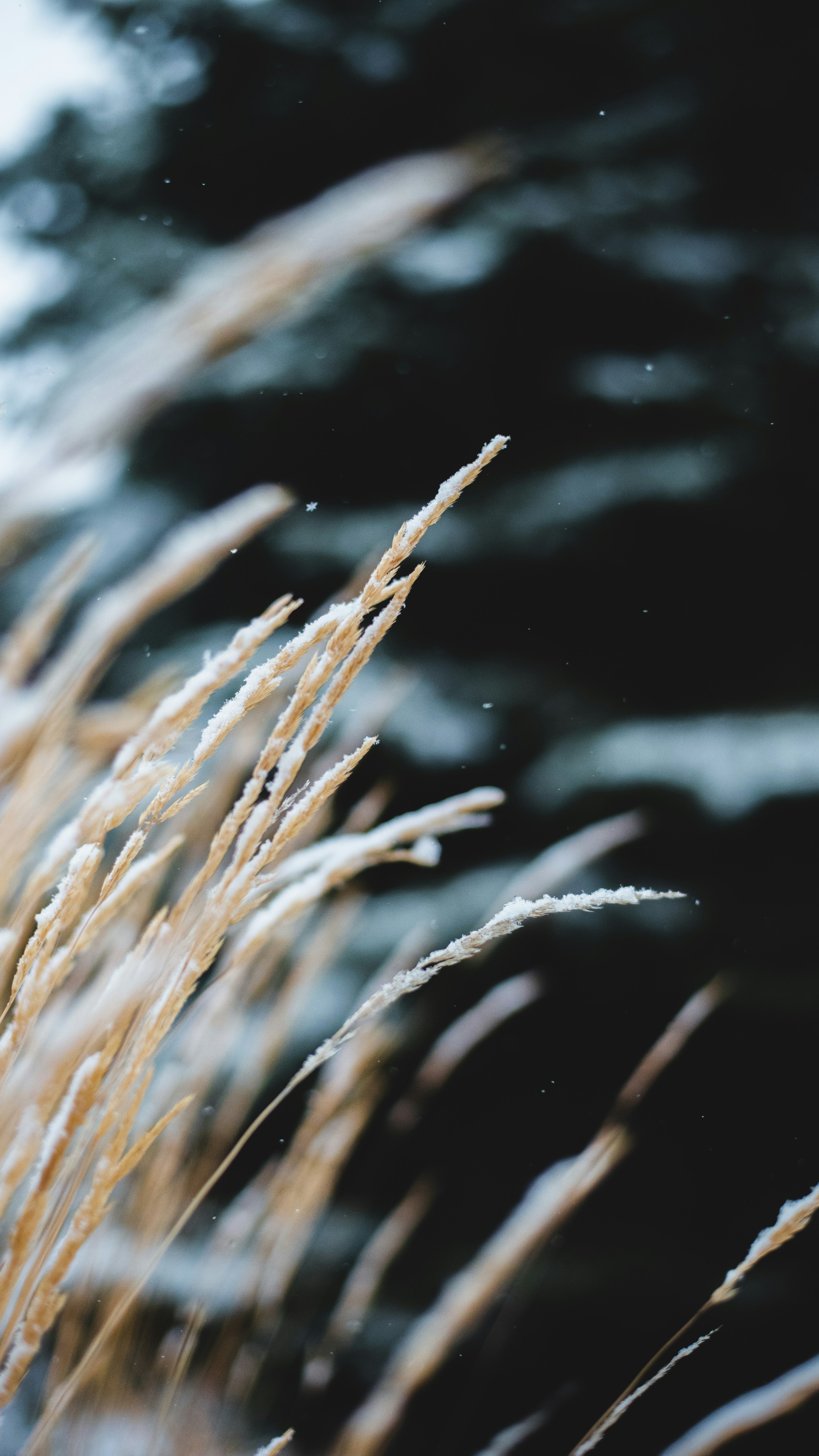Frosted Dry Grass In Winter