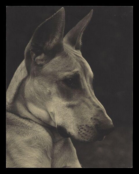 Profile Portrait of a Great Dane Dog