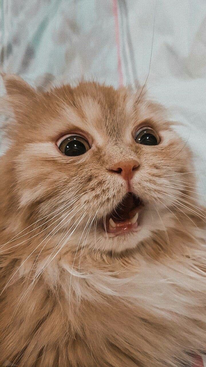 Surprised Fluffy Orange Cat
