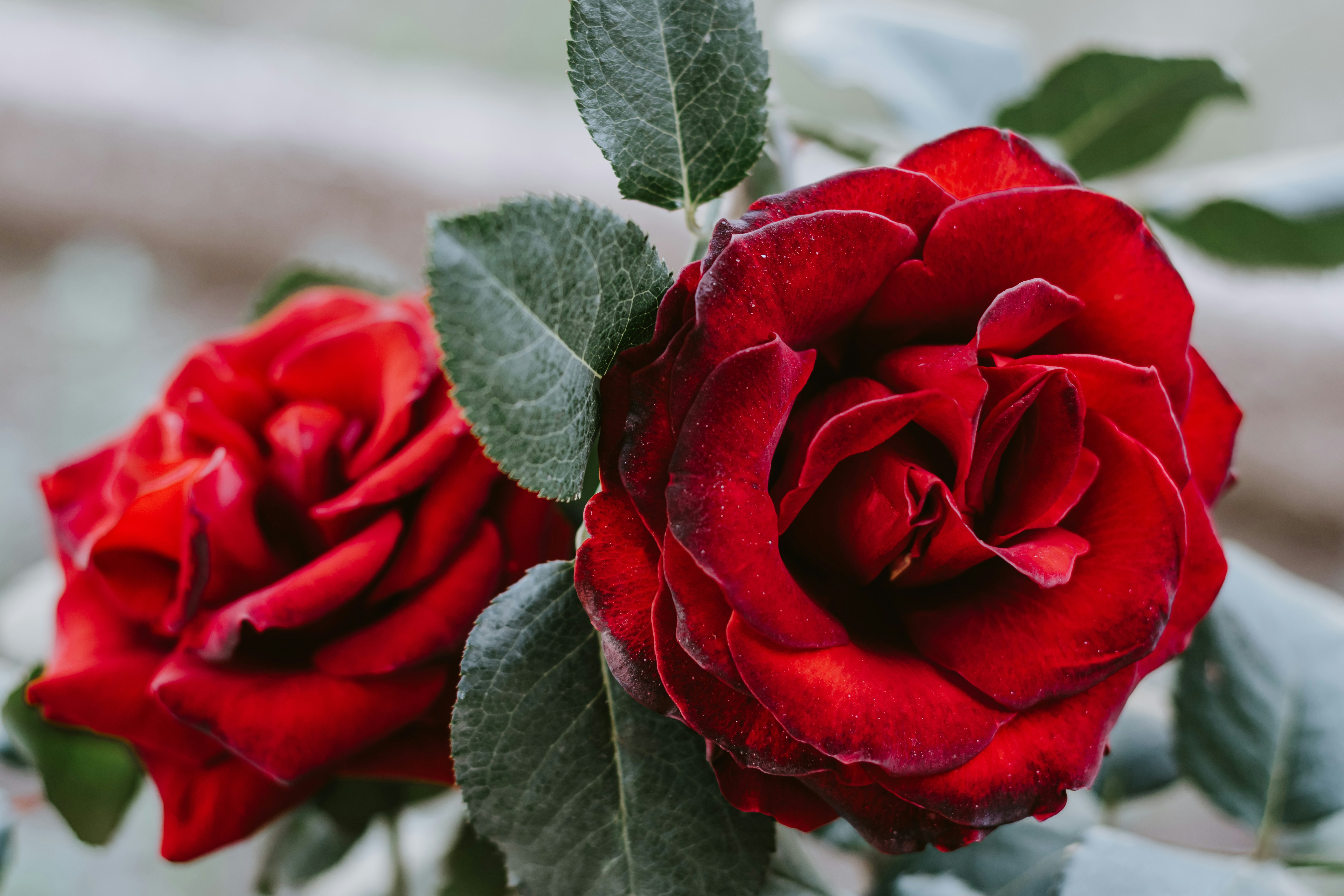 Two Blooming Red Roses