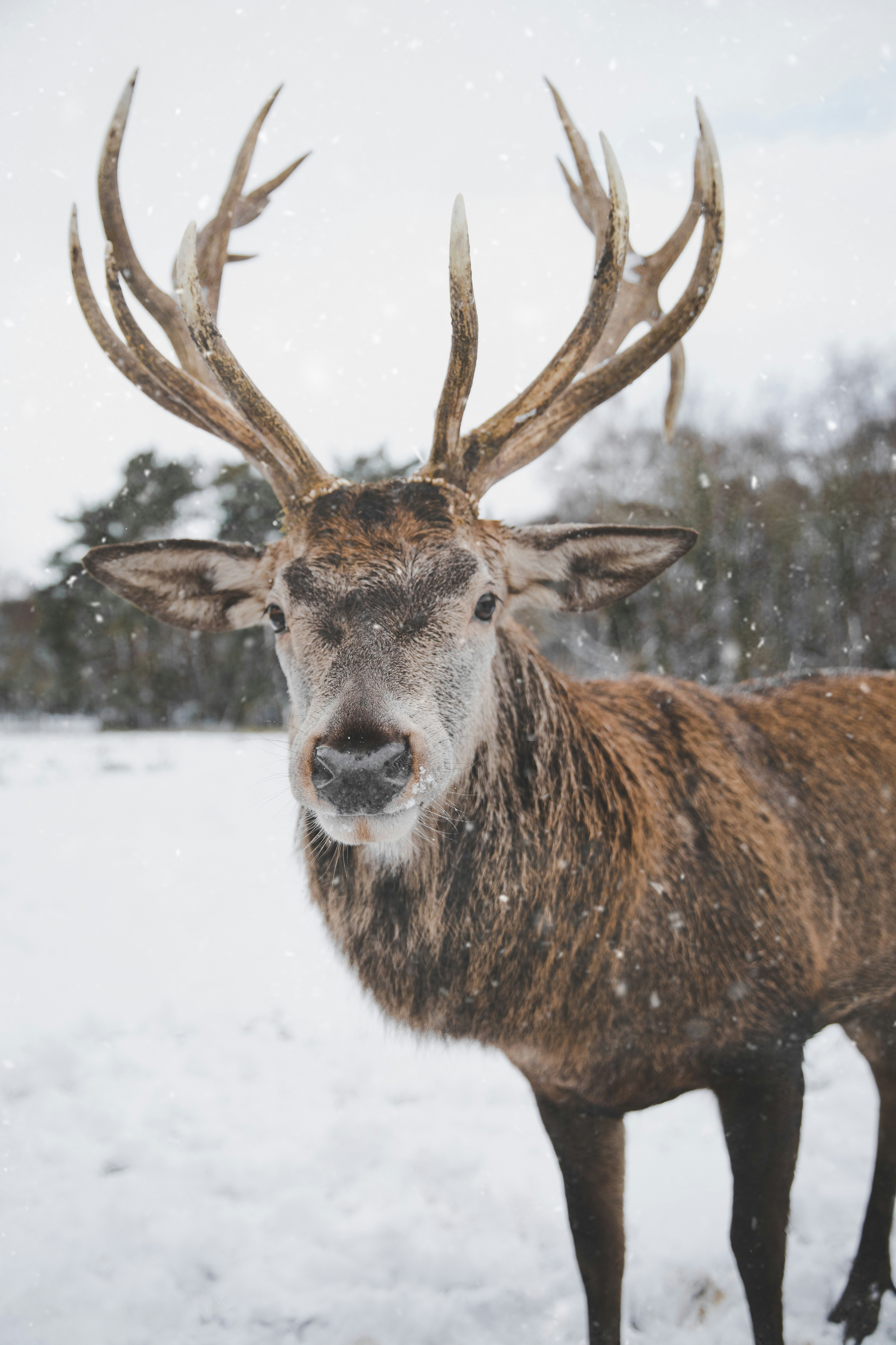 Red Deer Stag in Snowy Field