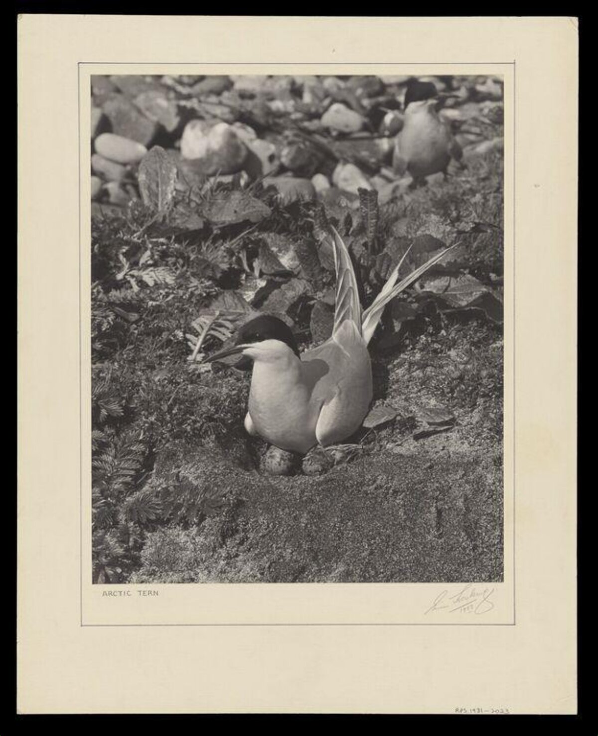 Arctic Tern on Nest