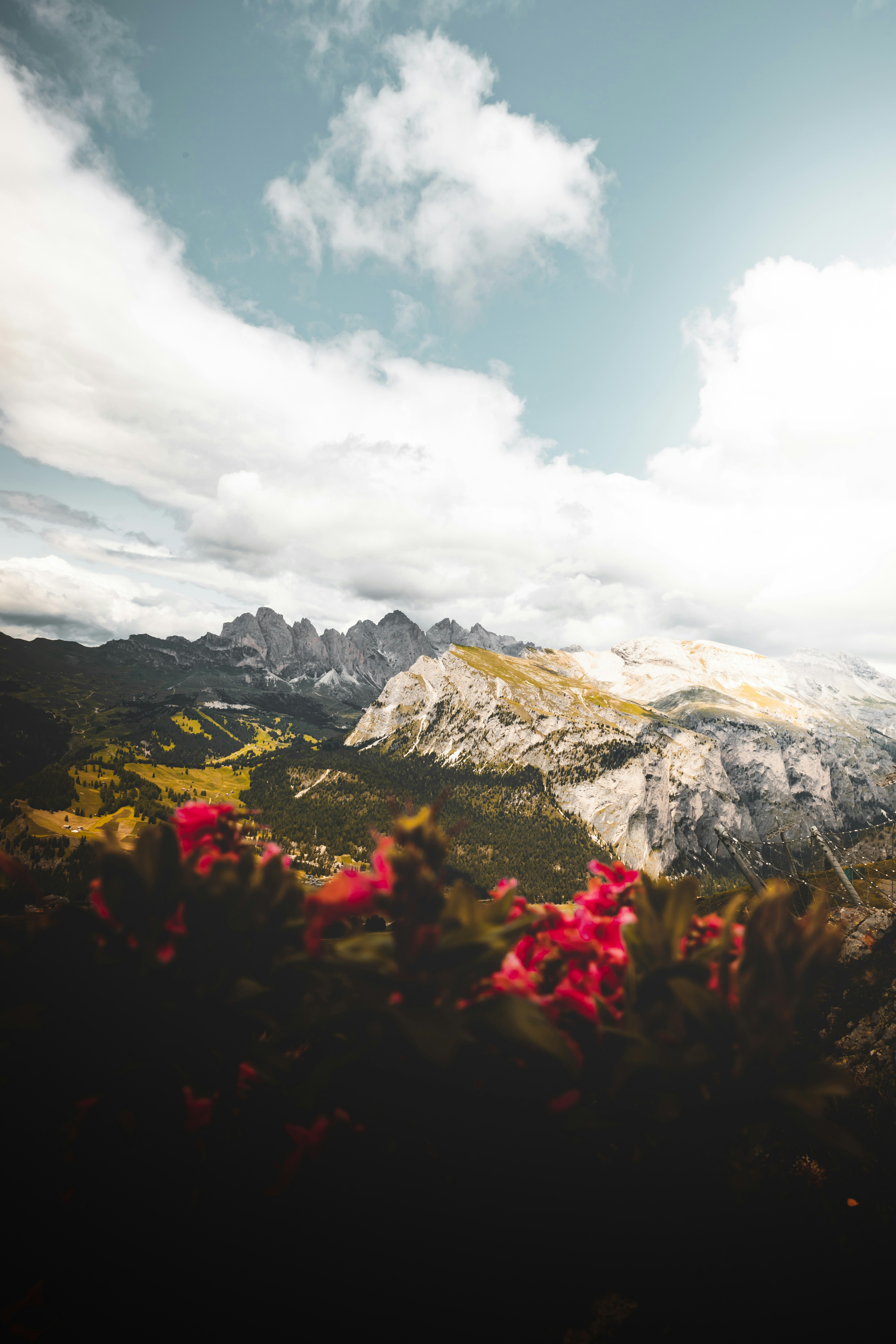Alpine Mountain View with Pink Flowers
