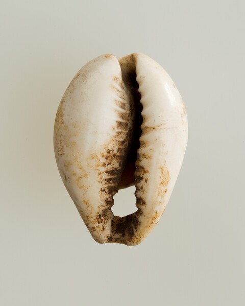 Ancient Cowrie Shell