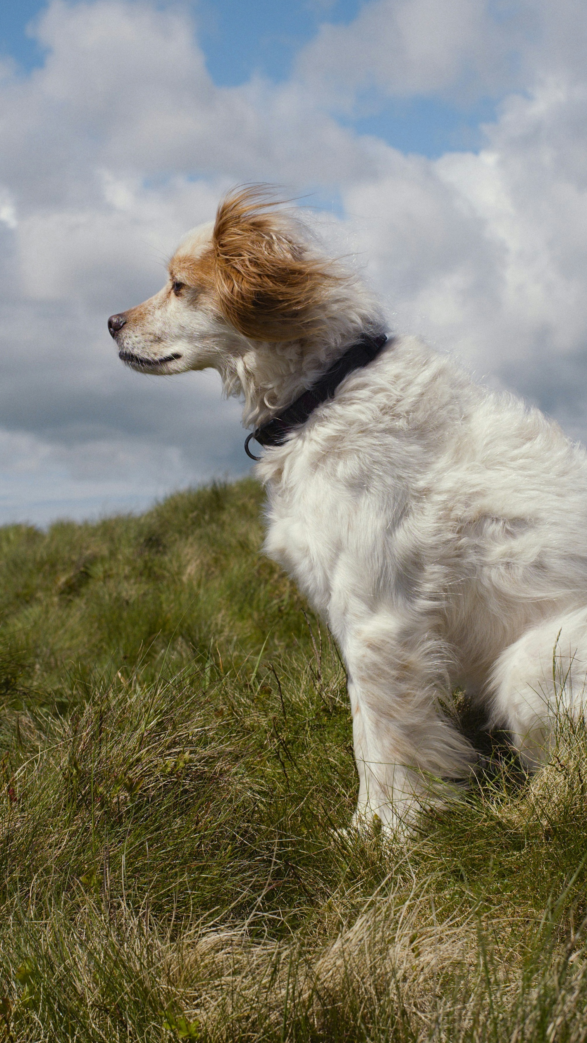Fluffy Dog on Windy Grassy Hillside