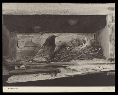 Black Redstart at Its Nest