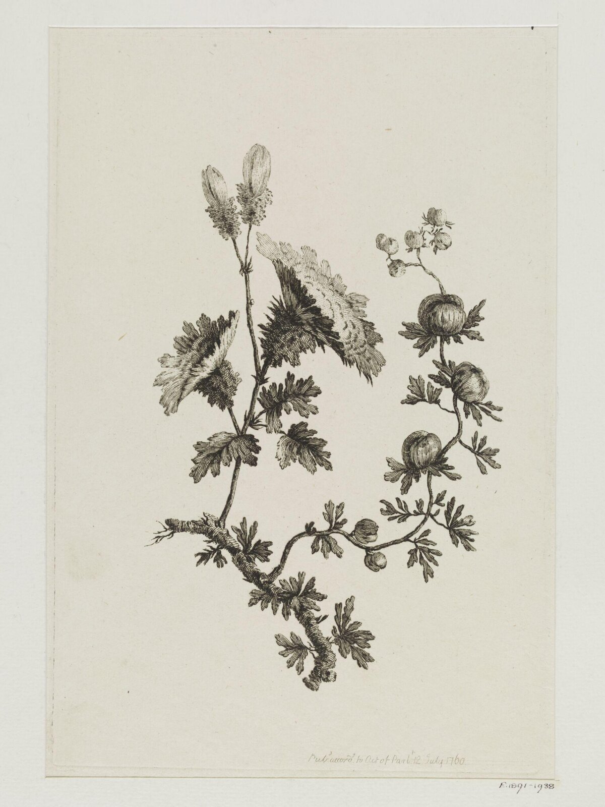 Etching of Flowering Plant Branch