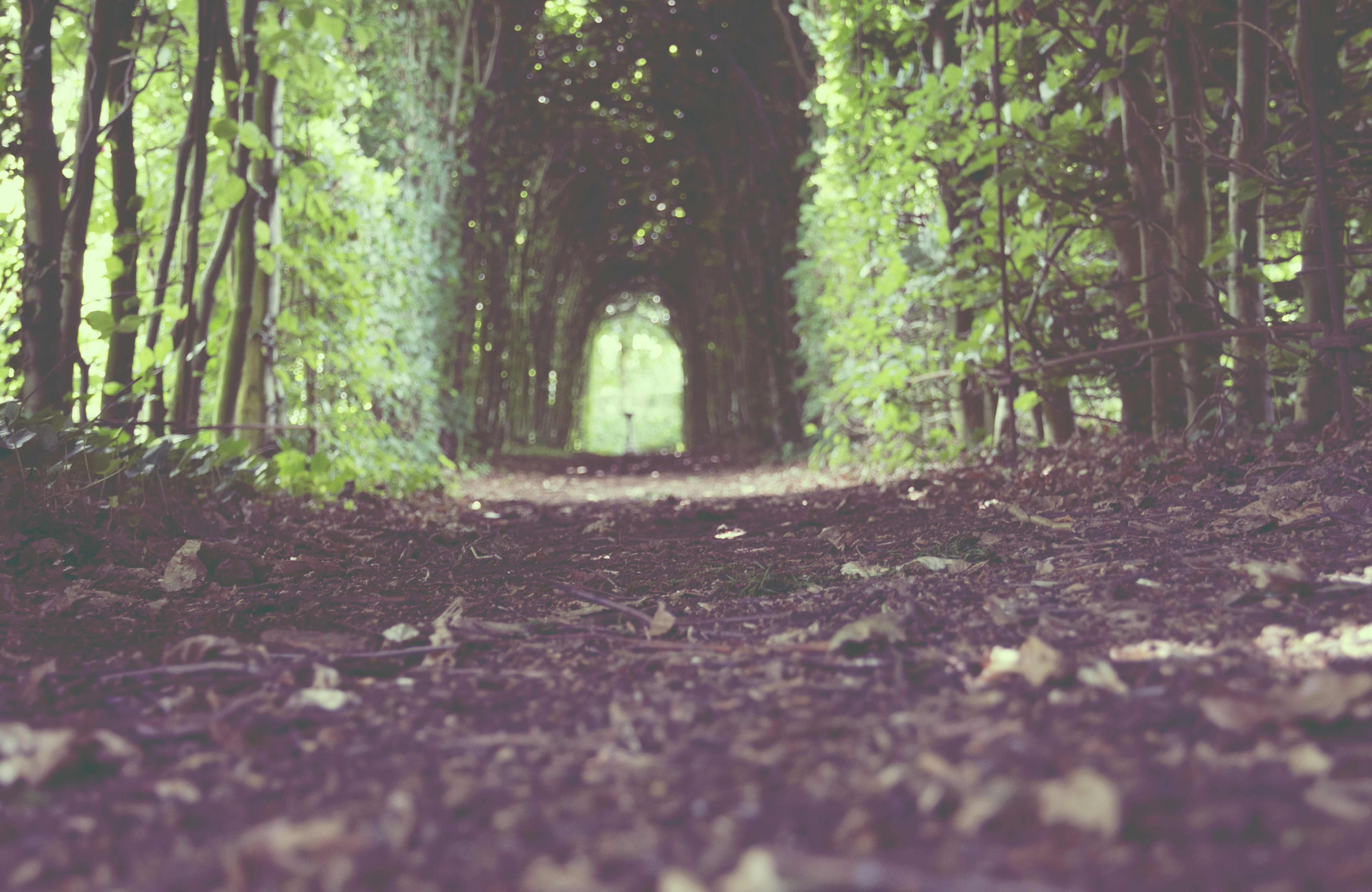 Forest Tree Tunnel Path
