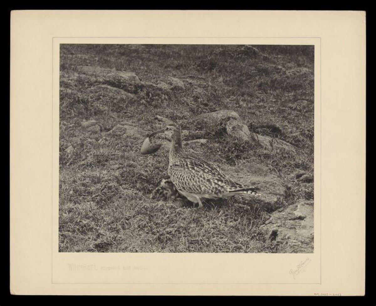 Whimbrel Holding an Egg