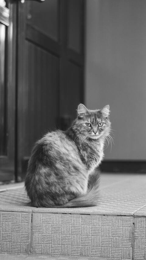 Fluffy Long-haired Cat Looking At Camera