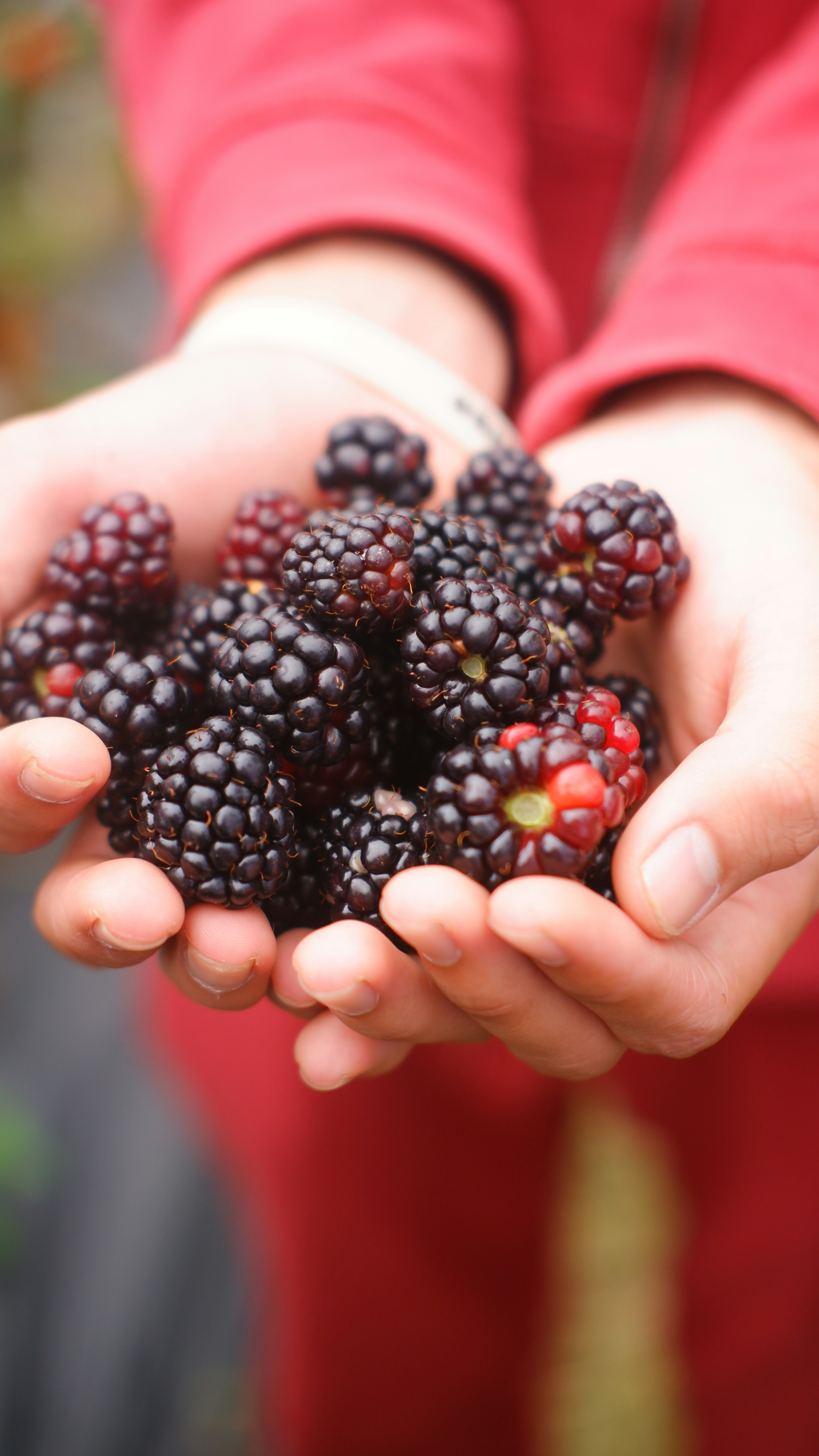 Hands Holding Freshly Picked Blackberries