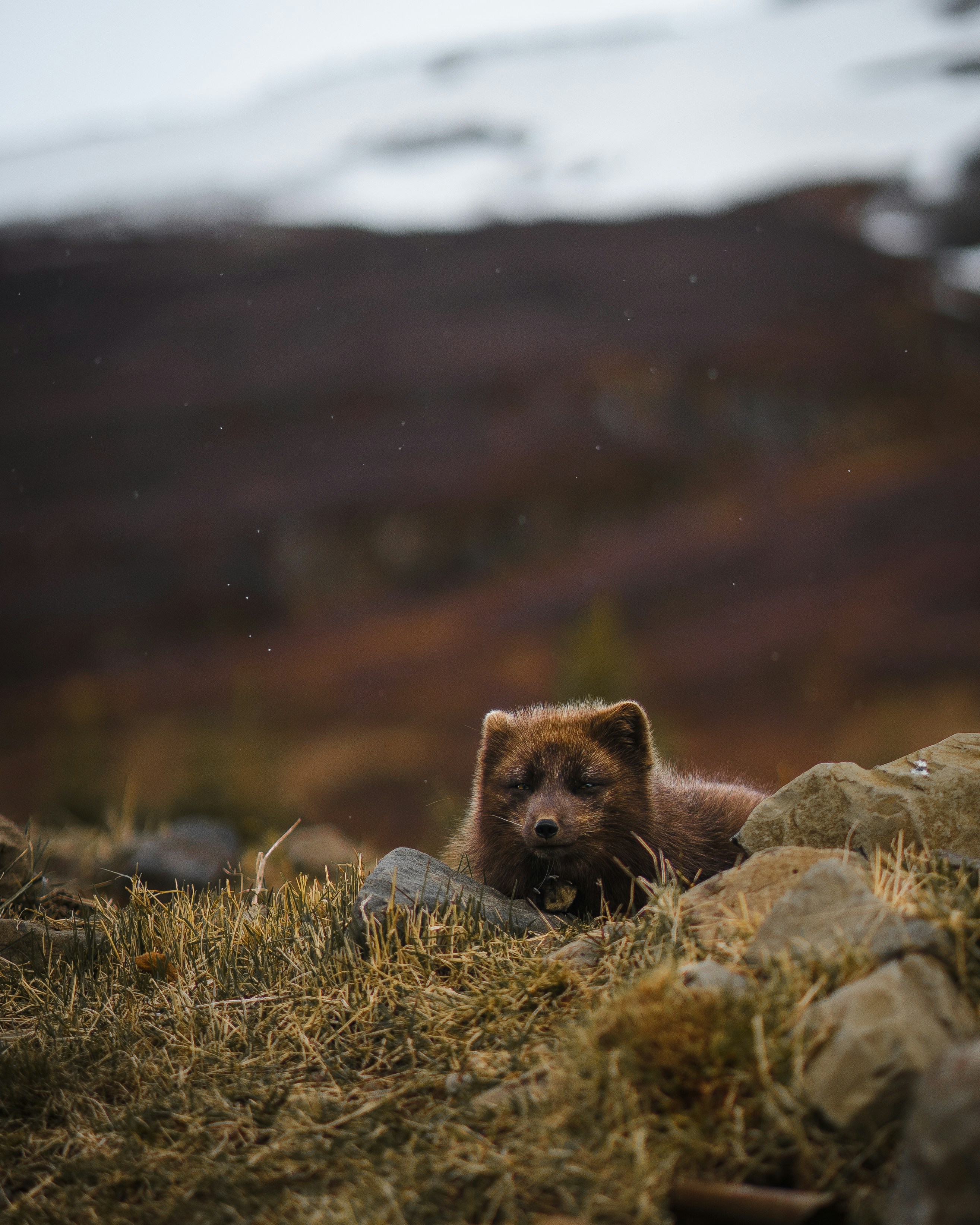 Brown Arctic Fox Resting on Tundra