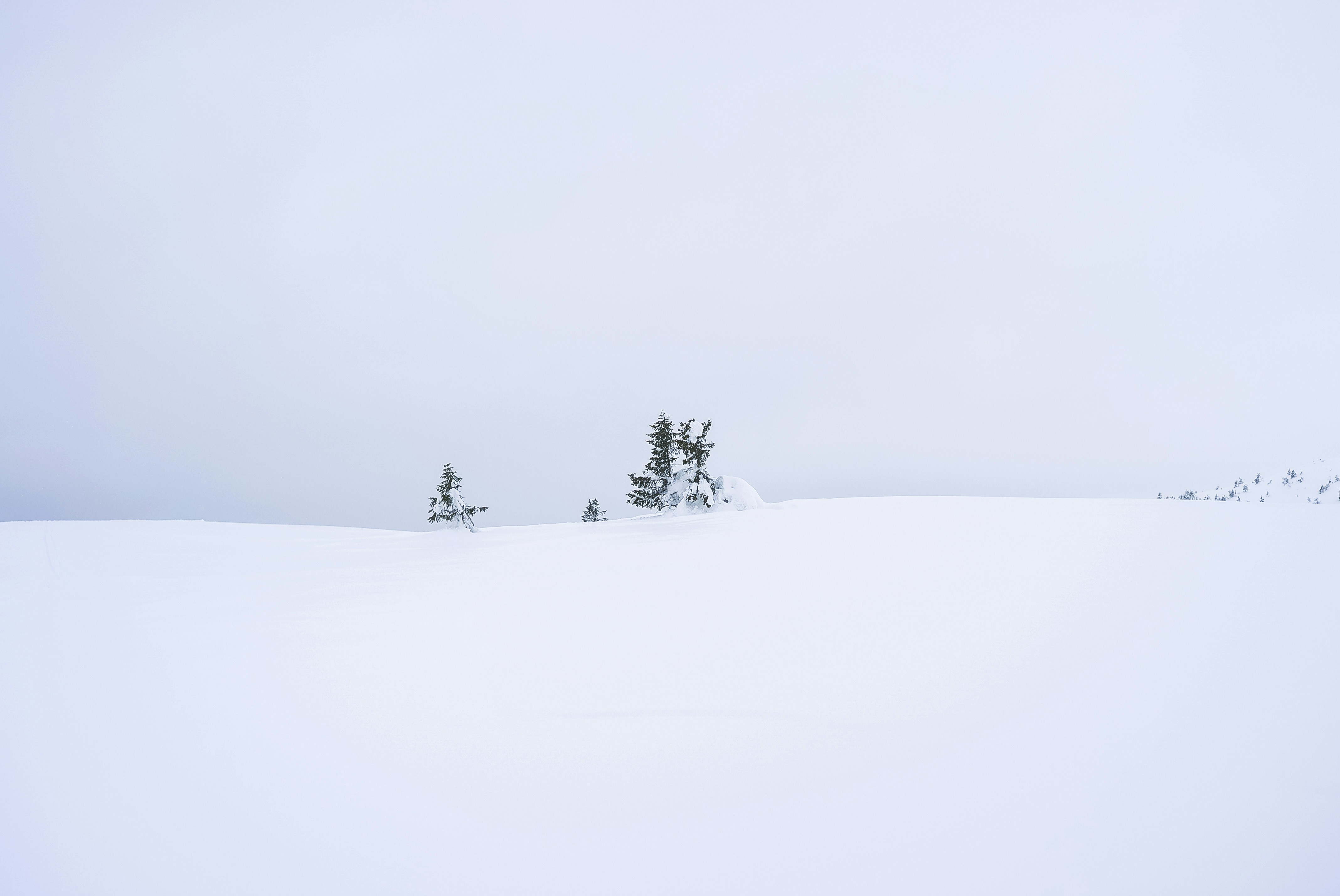 Snowy Hillside With Sparse Pines