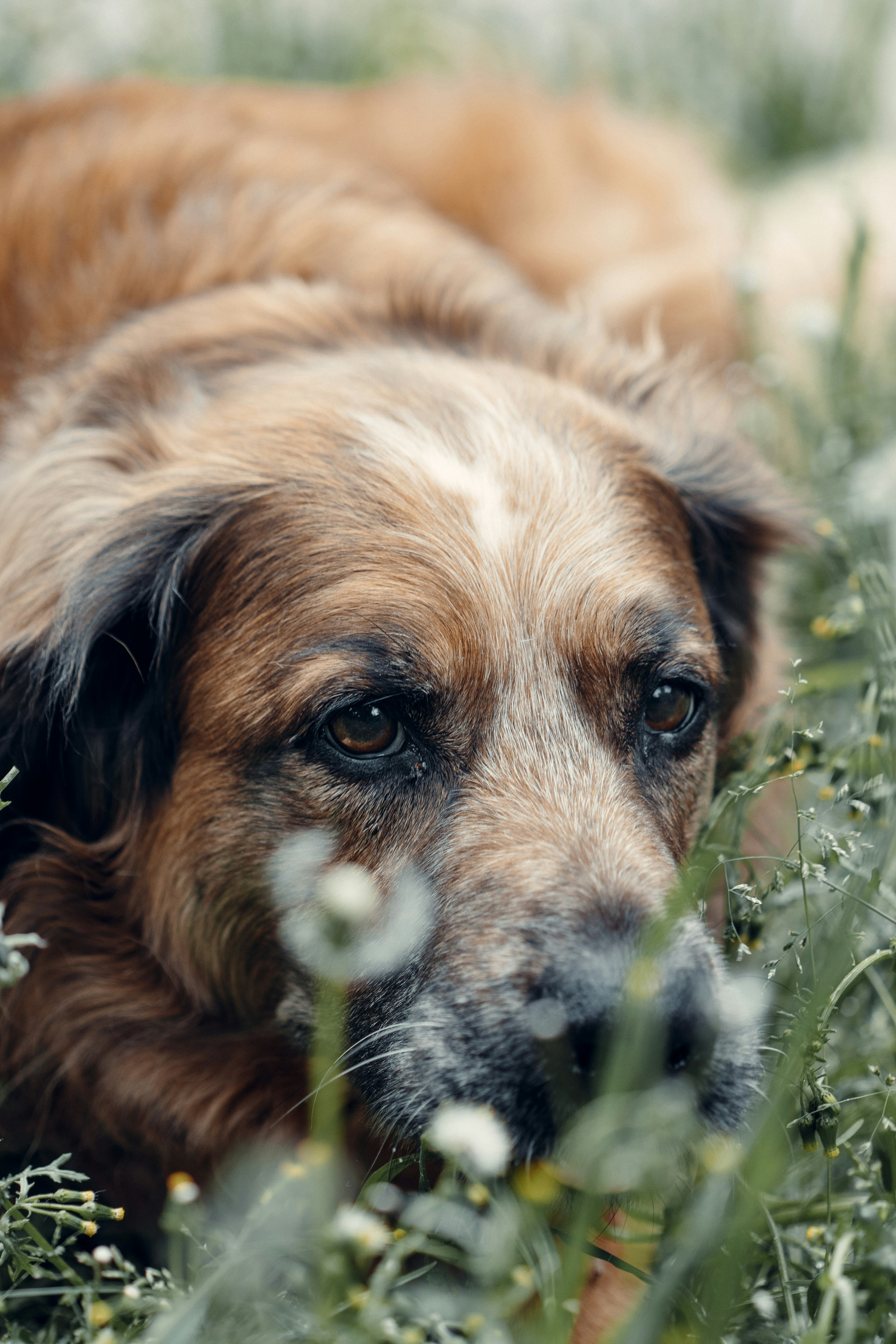 Brown Dog Resting in Wild Grass
