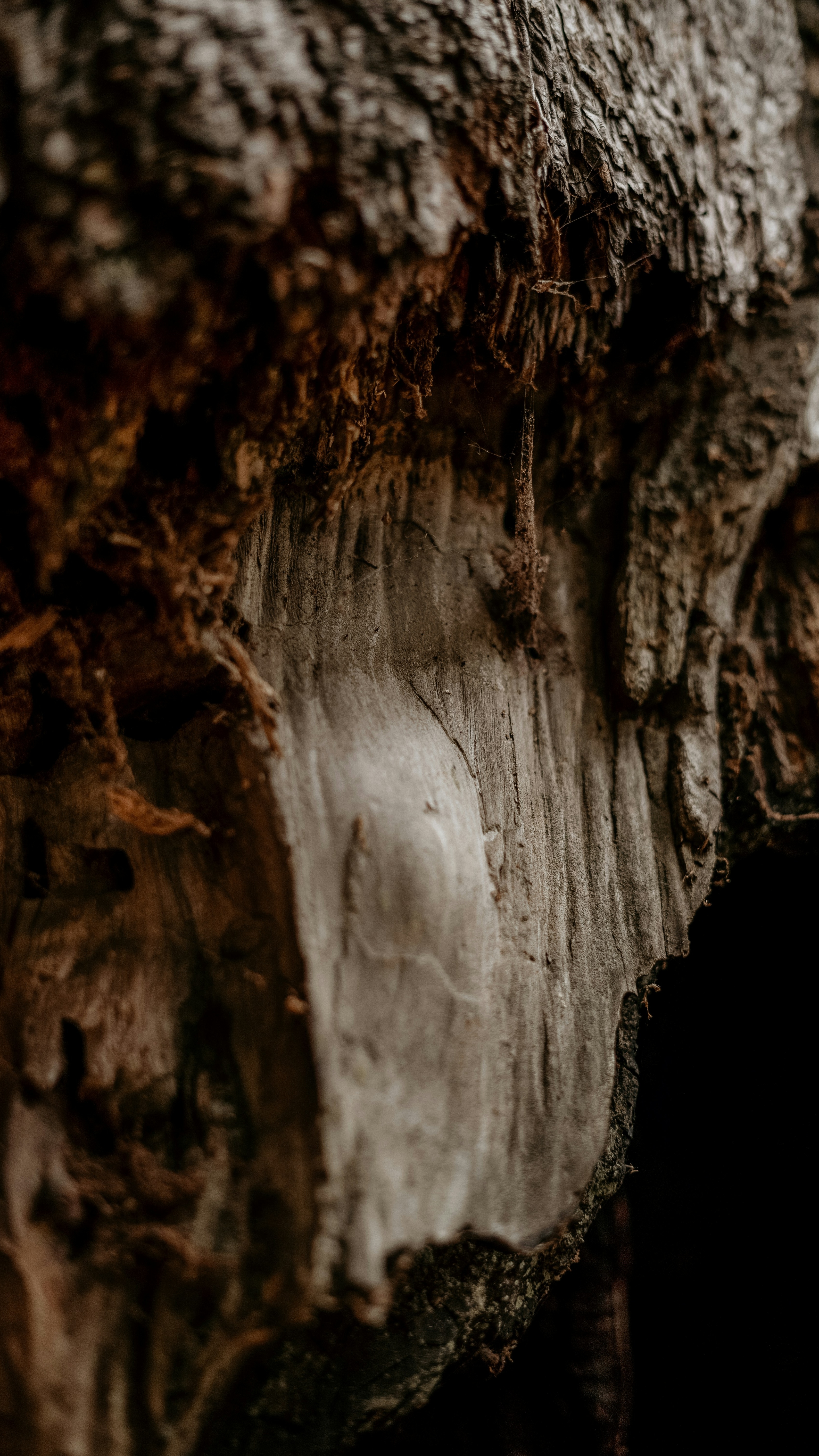 Close Up of Tree Bark