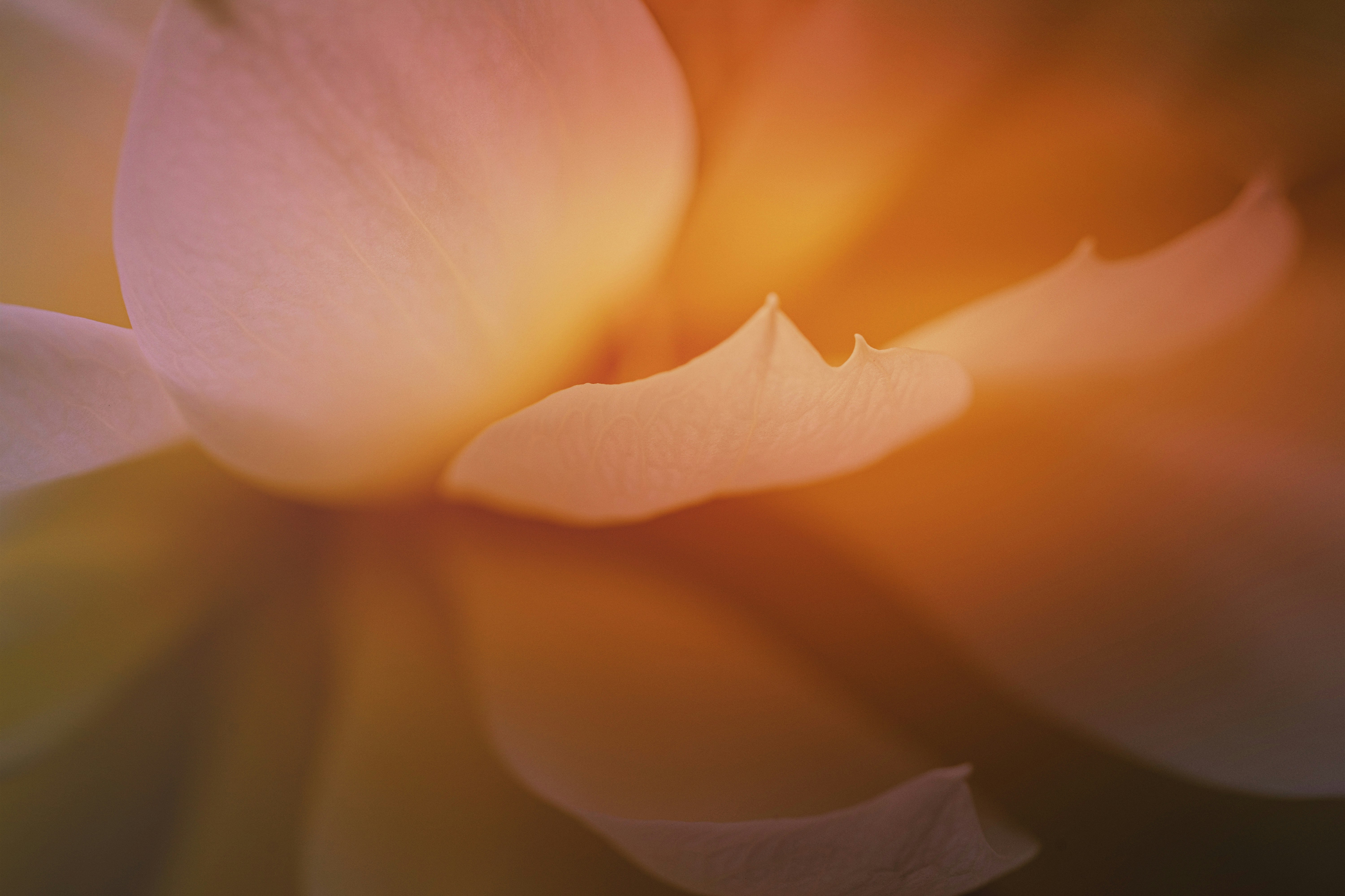 Close-up of Flower Petals