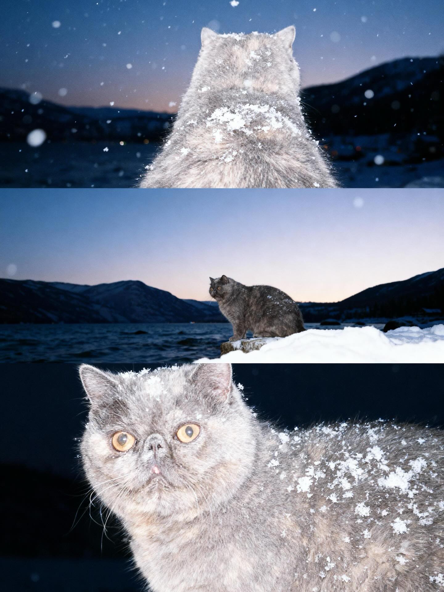 Grey Cat in Snowy Mountain Twilight