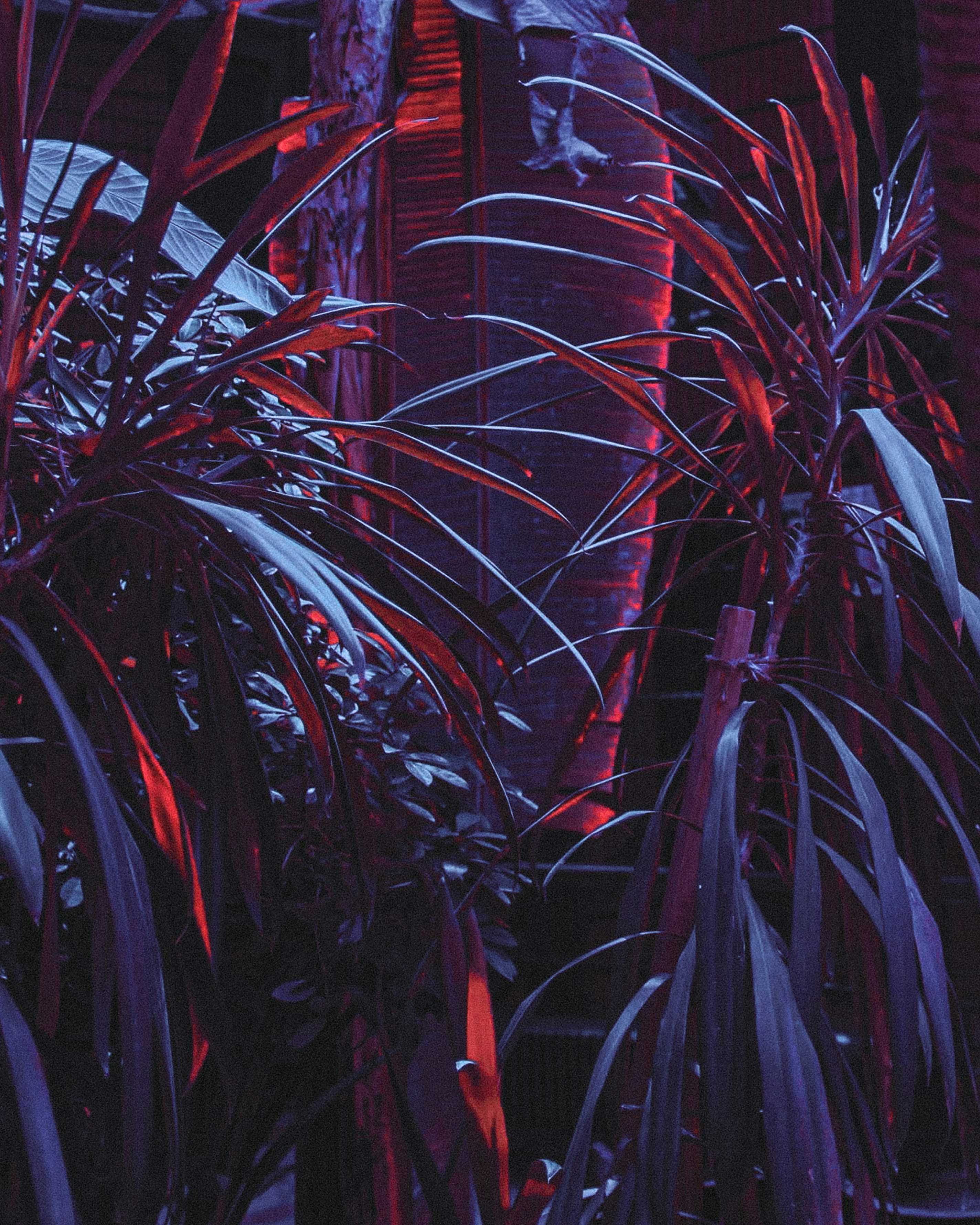 Neon Lit Tropical Foliage