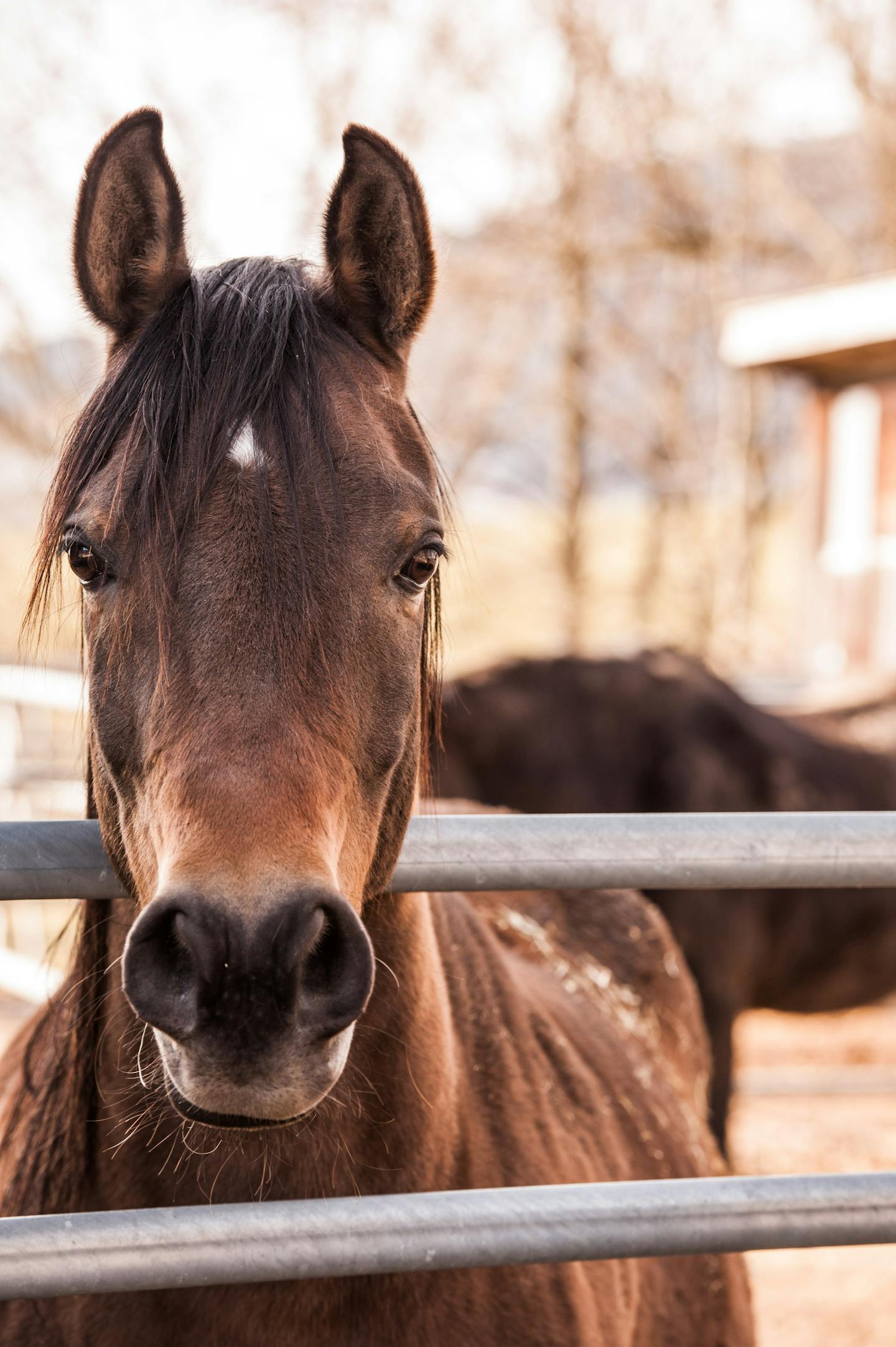 Brown Horse At Pasture Fence