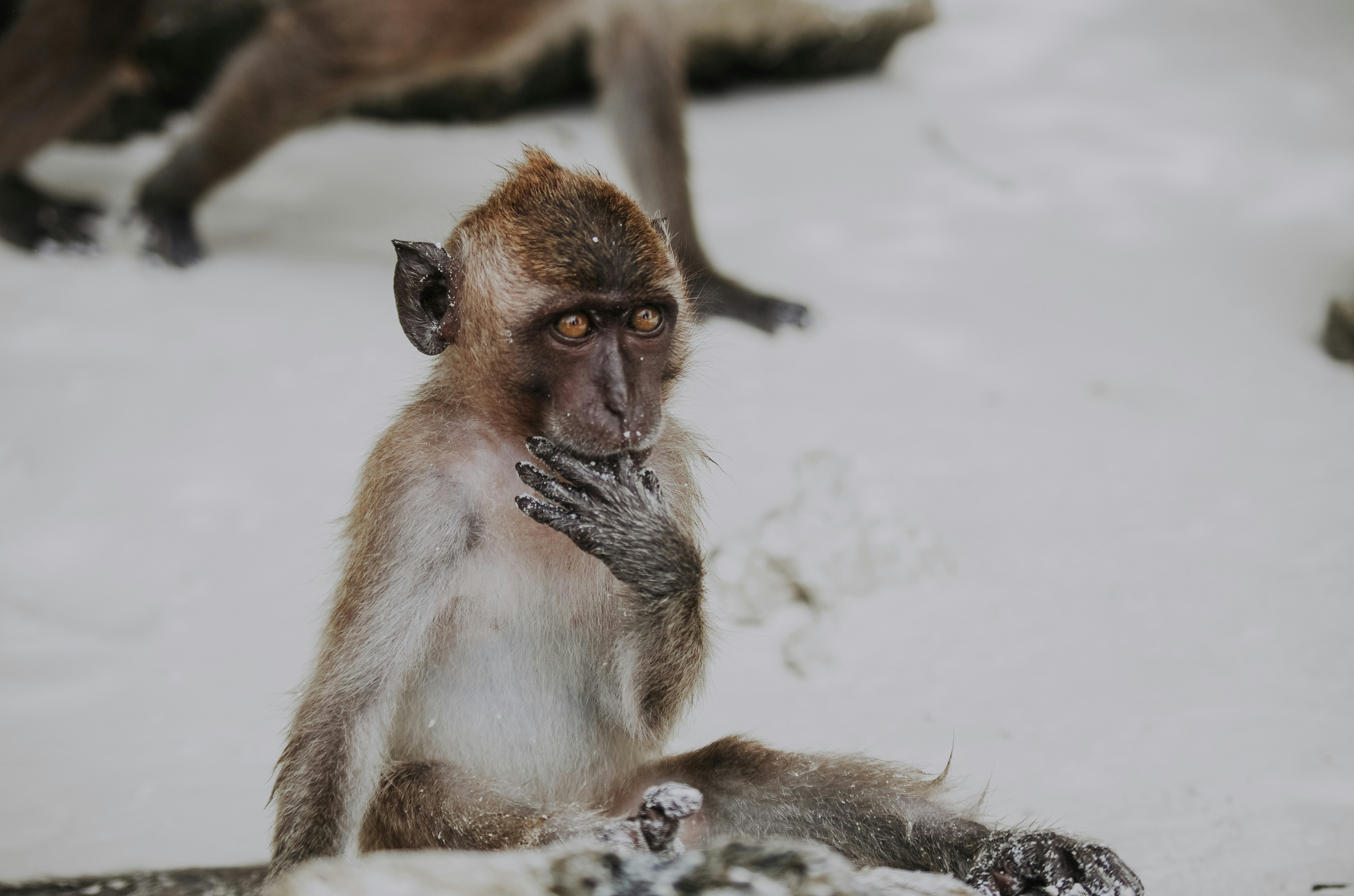 Pensive Monkey on Sand
