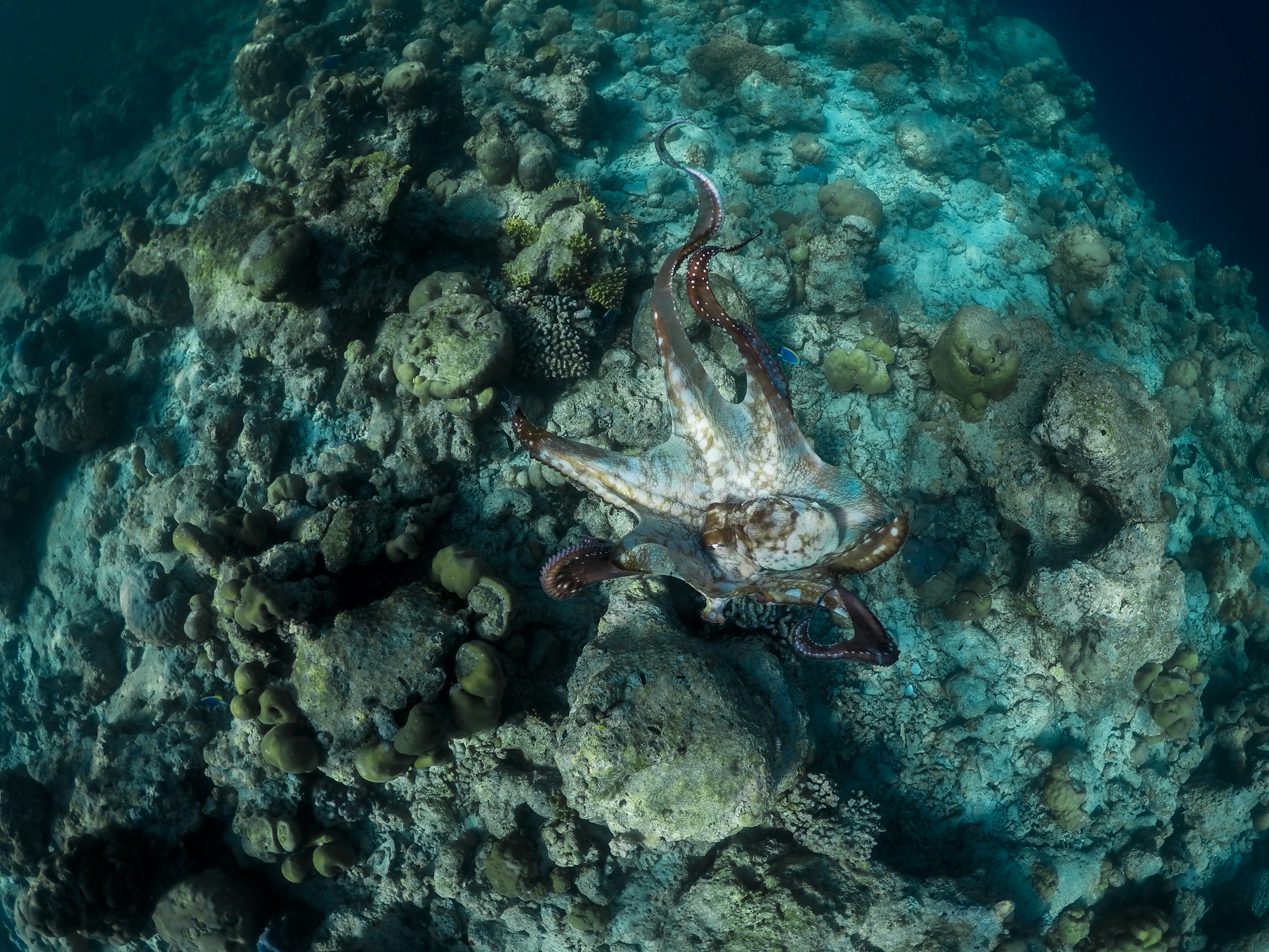 Octopus on Coral Reef Seabed