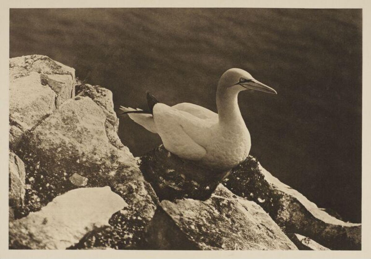Gannet Resting on Coastal Rocks