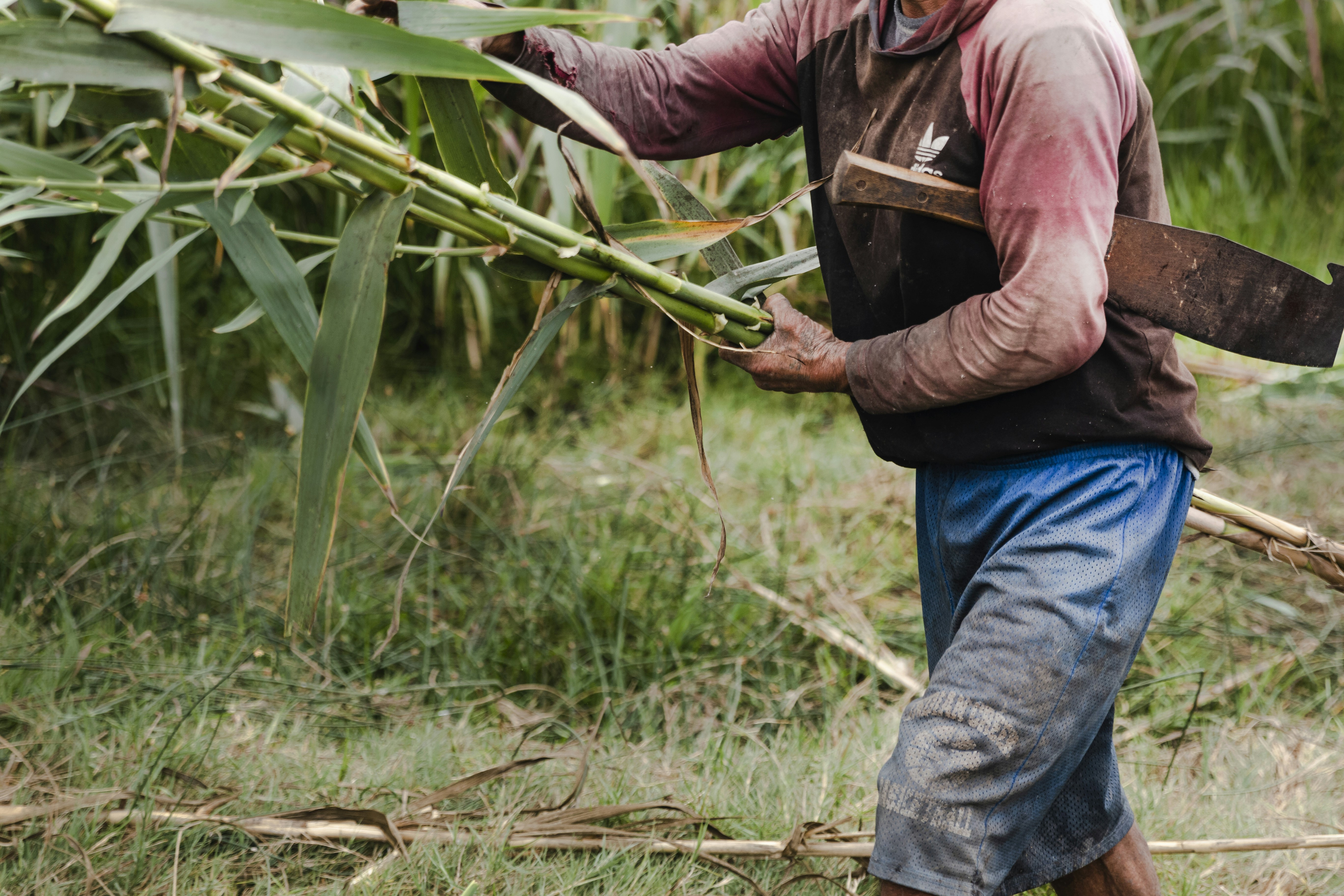 Farmer Harvesting Sugarcane