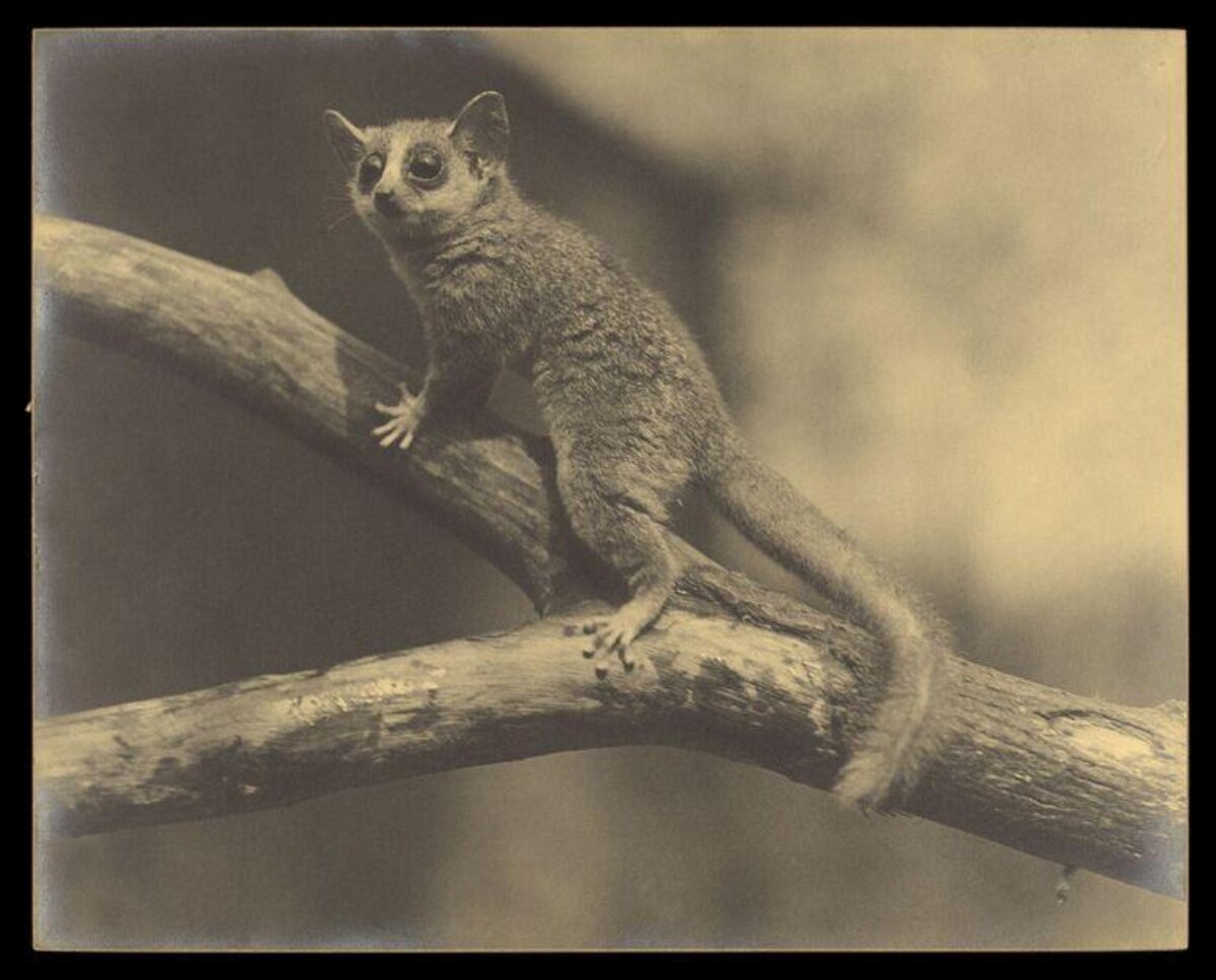 Small Lemur Perched on Tree Branch