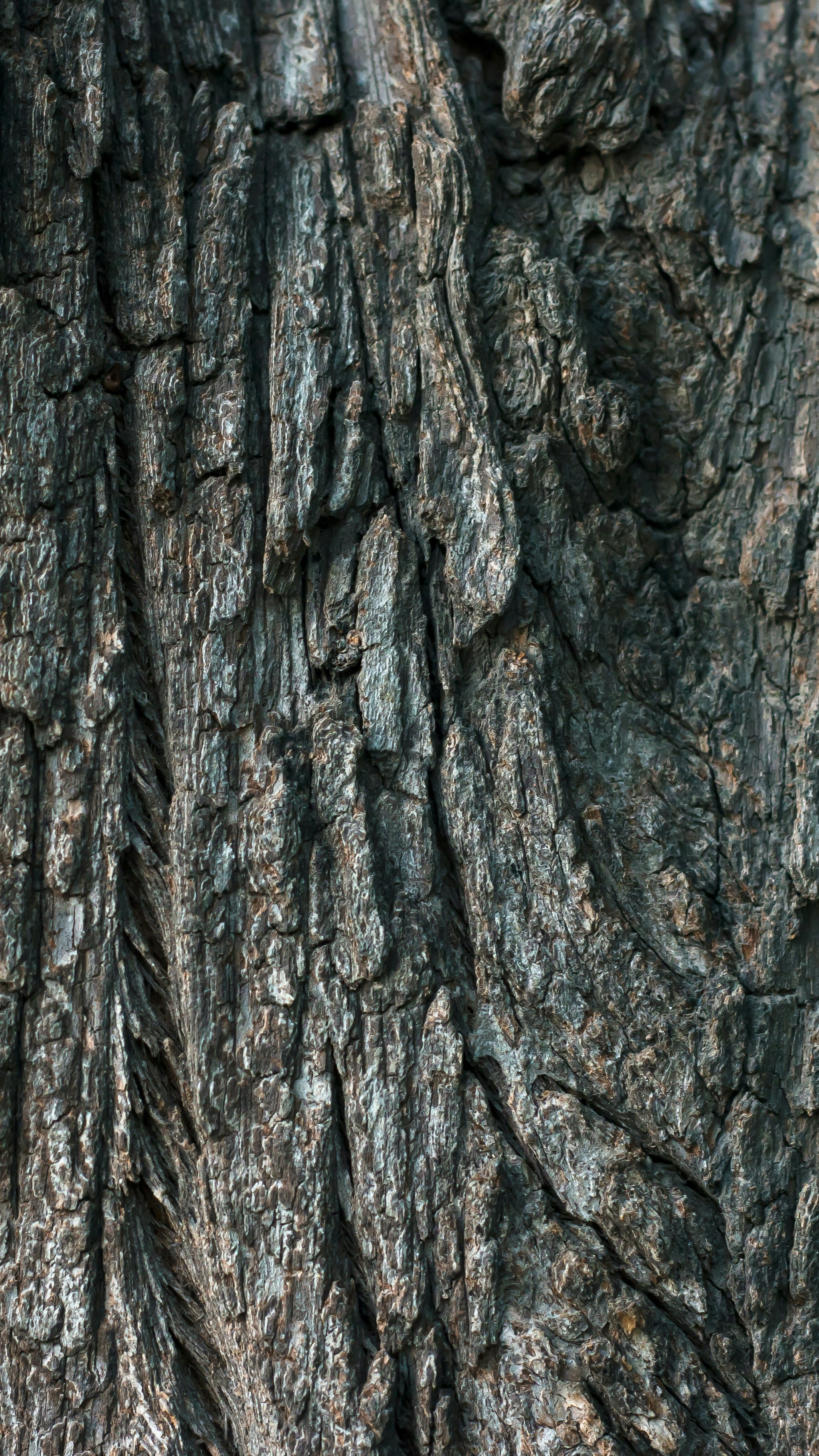 Close Up of Tree Bark