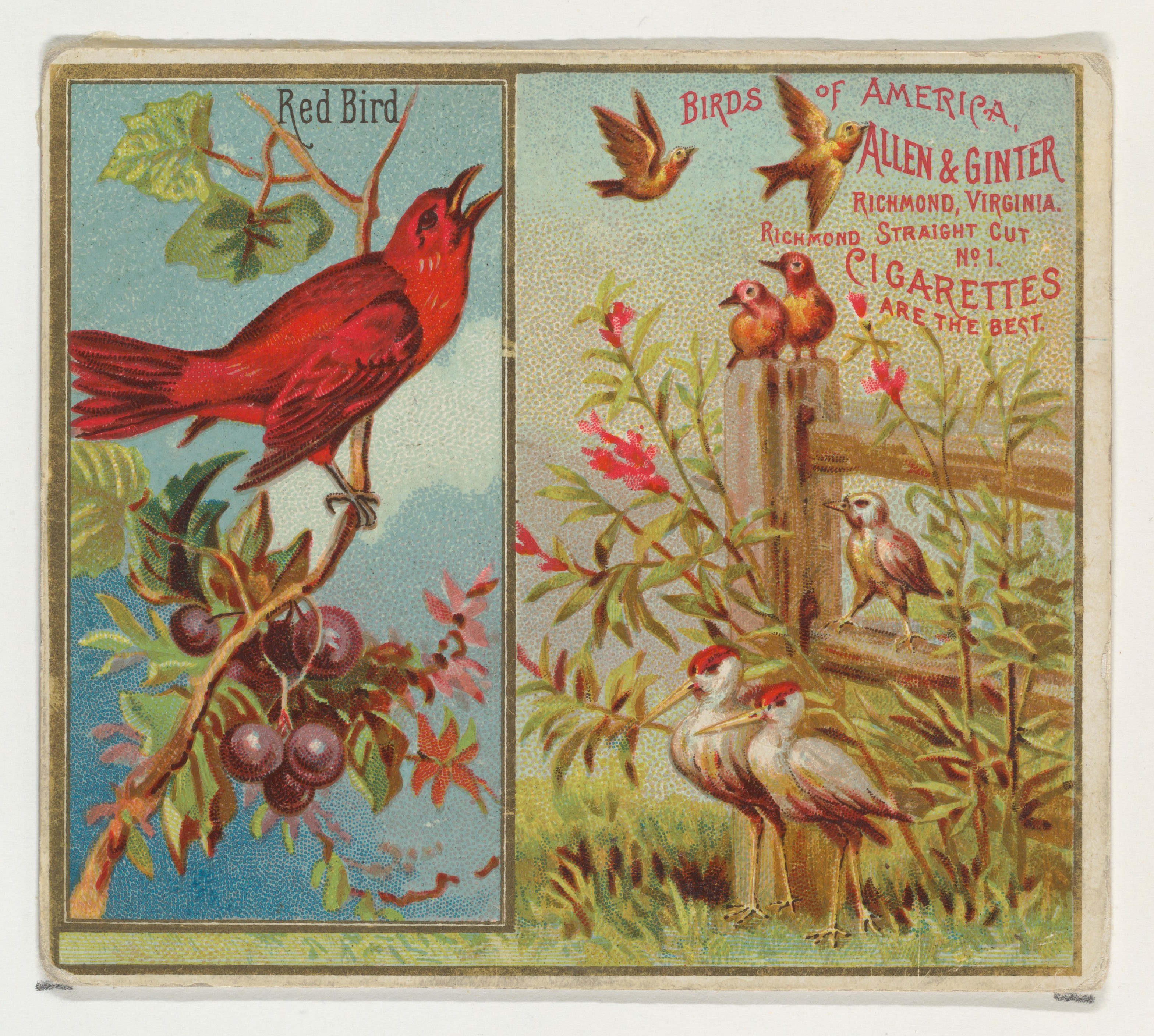 Vintage Red Bird Cigarette Advertisement