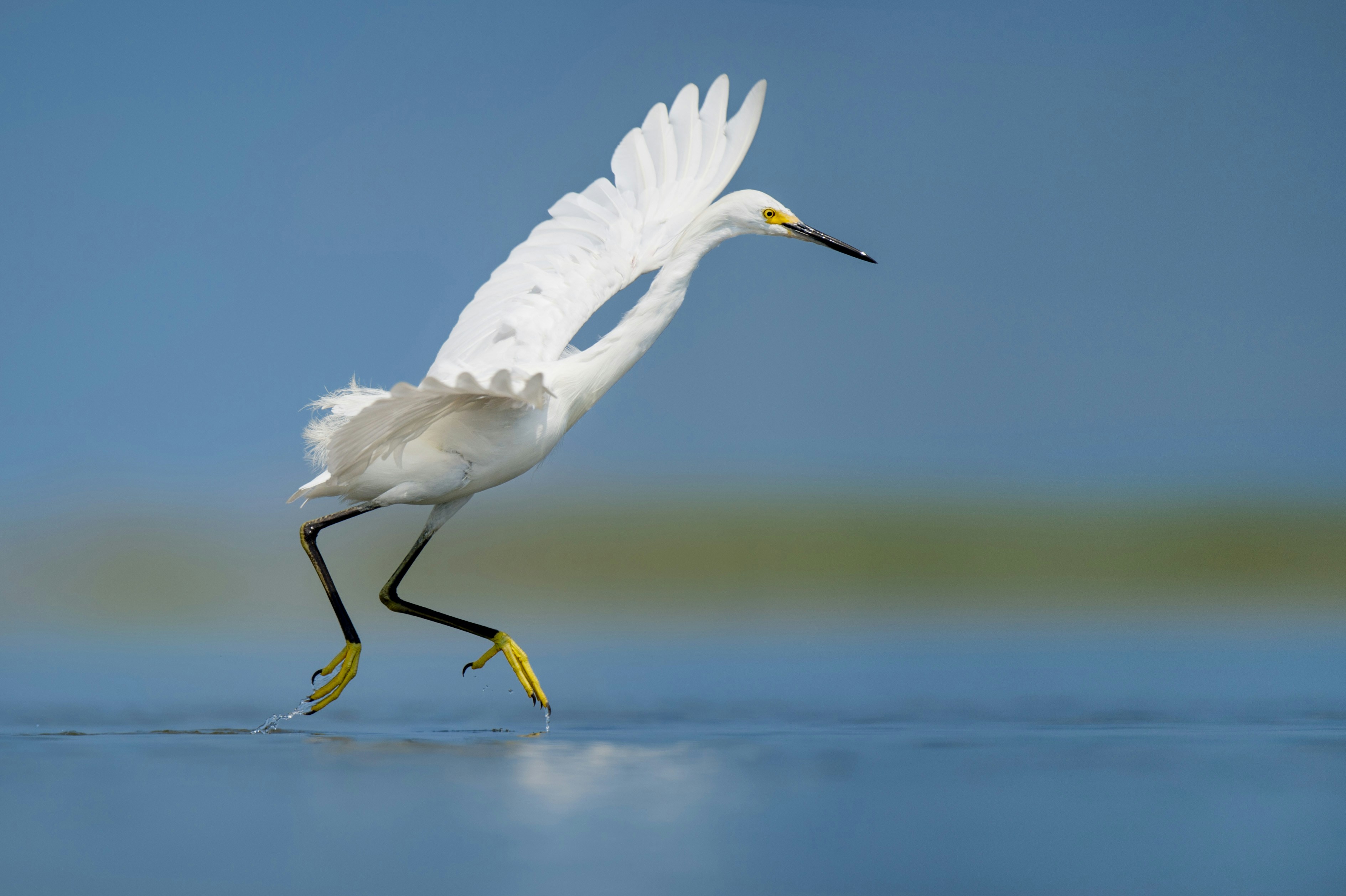 Snowy Egret Skimming Water Surface