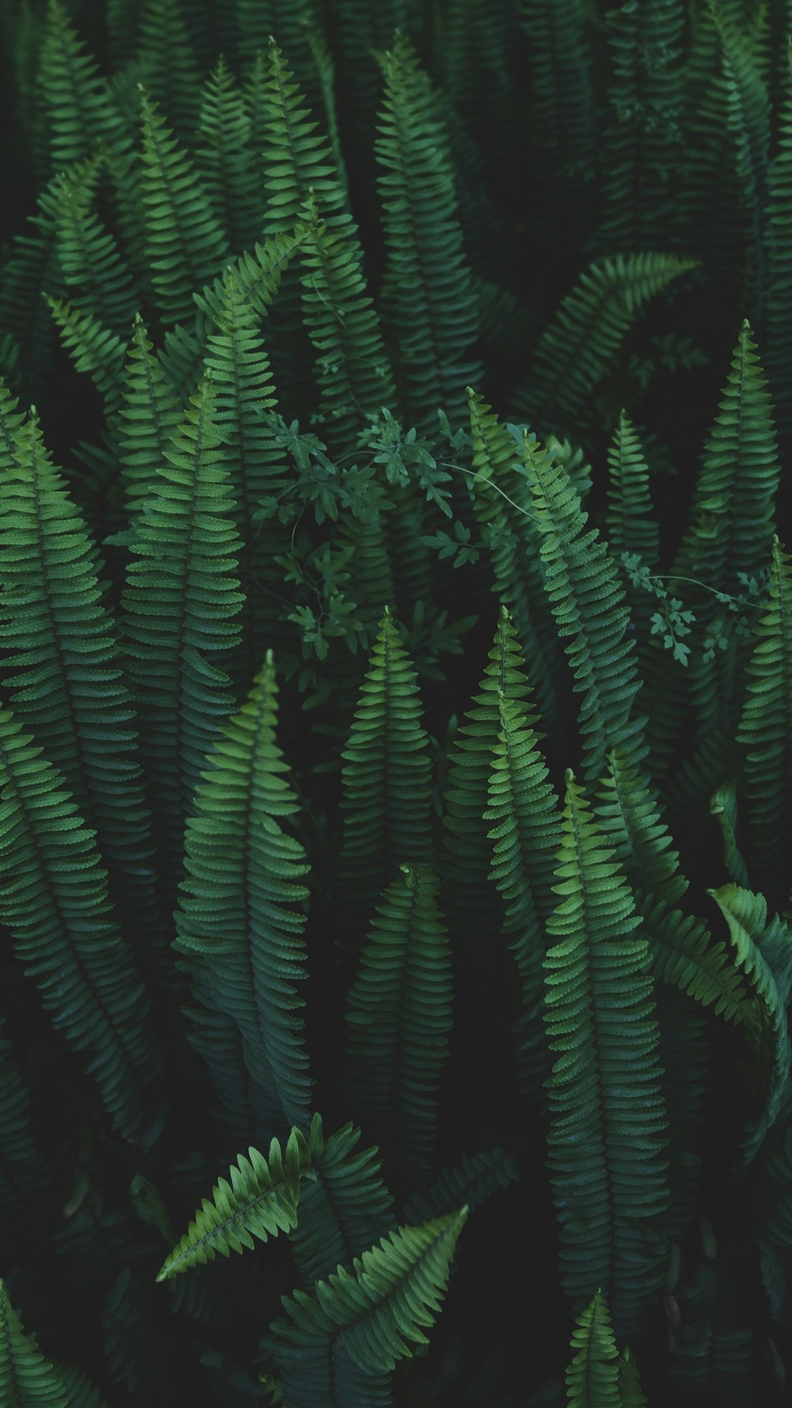 Wallpapers