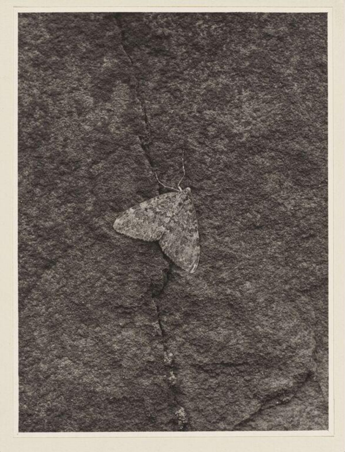Moth Resting On Cracked Rock