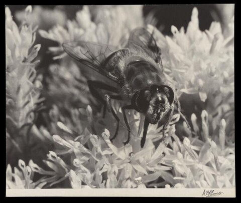 Black and White Macro of Fly on Flower
