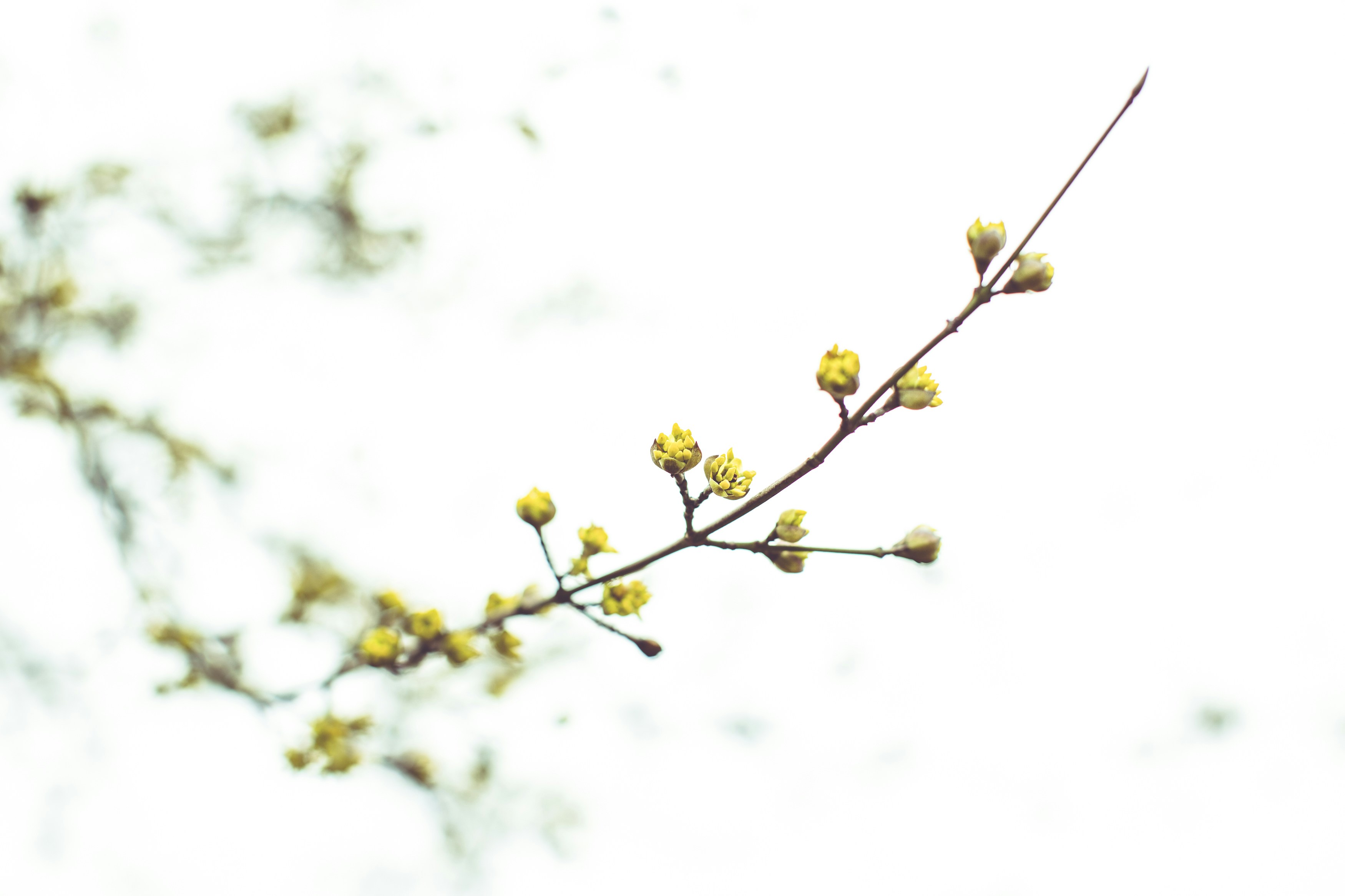 Spring Buds on Tree Branch