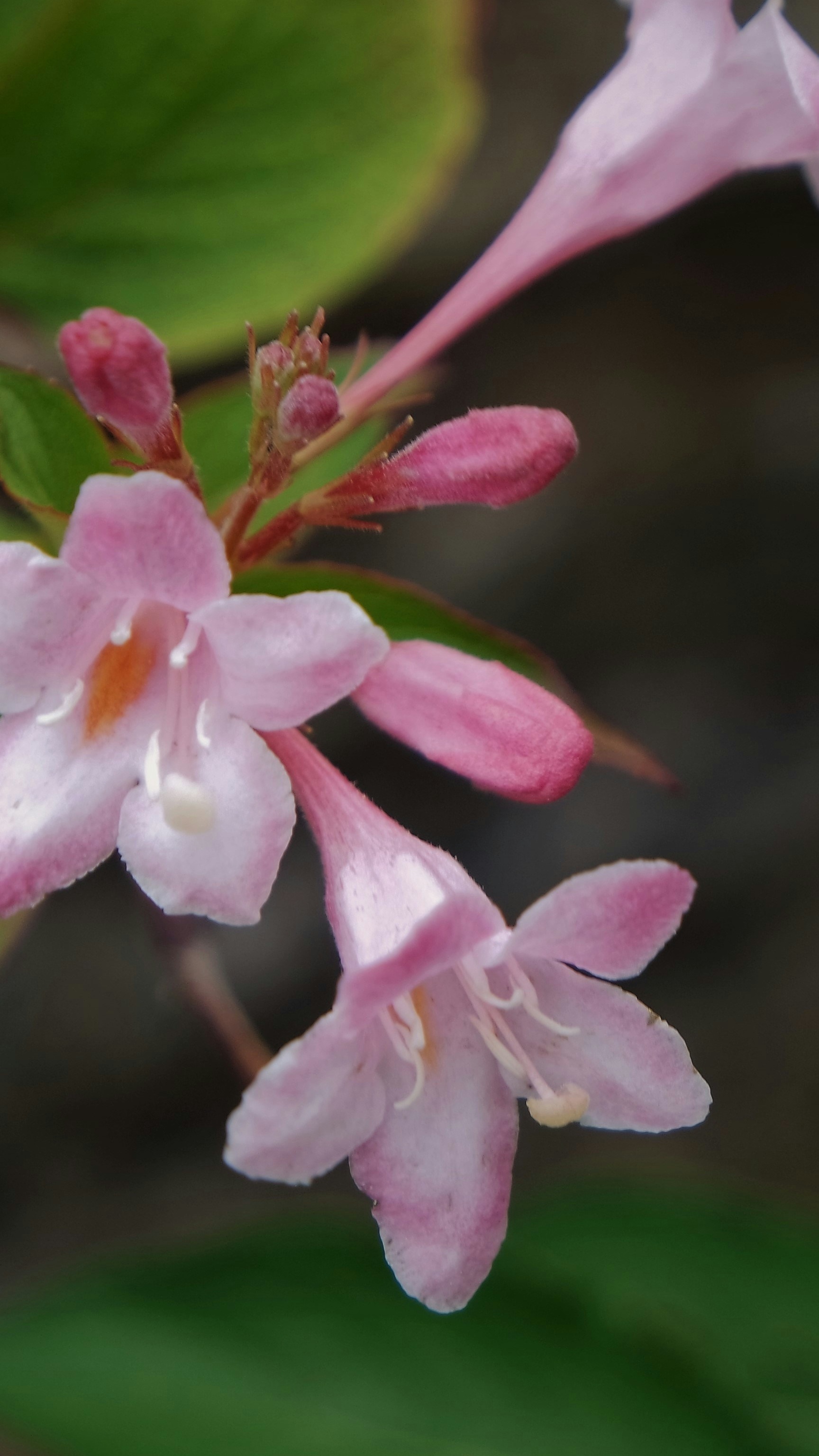 Soft Pink Clustered Flowers