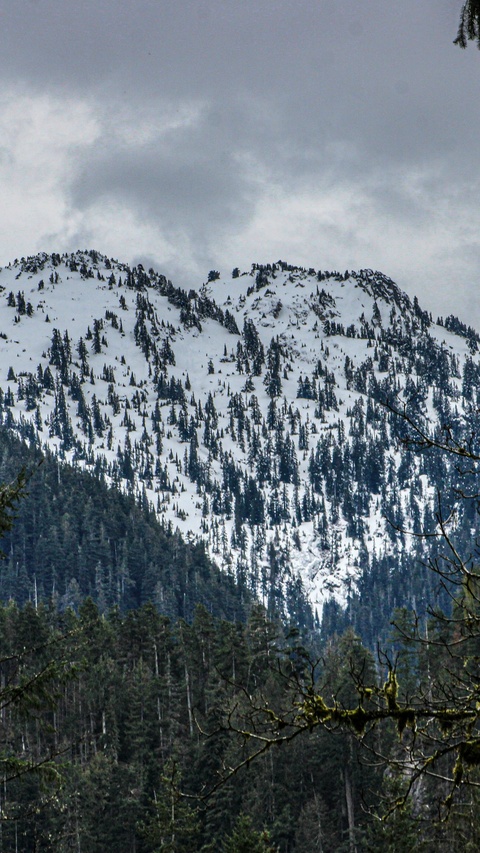 Snow-Covered Mountain Forest Landscape