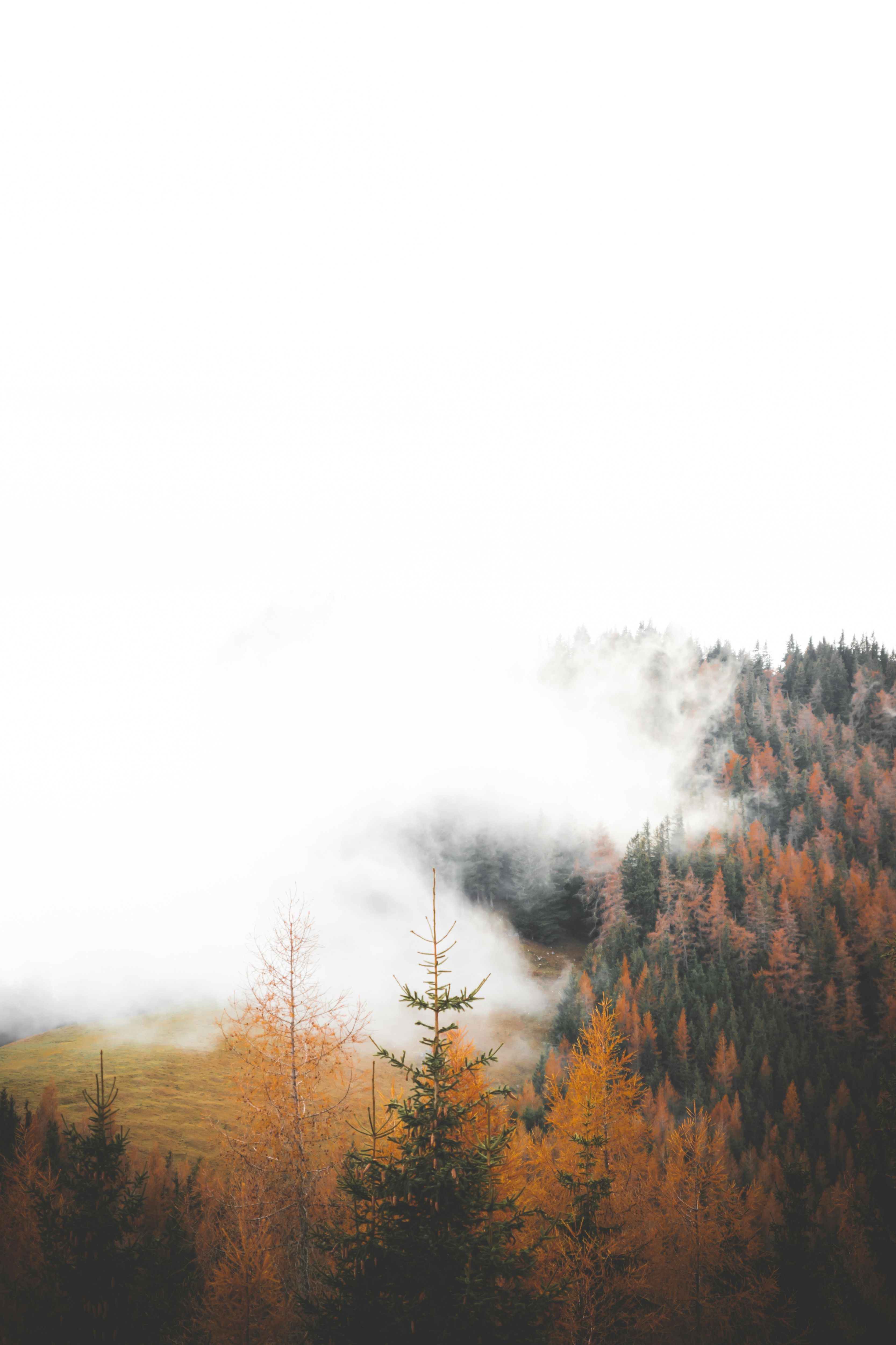 Foggy Autumn Mountain Forest