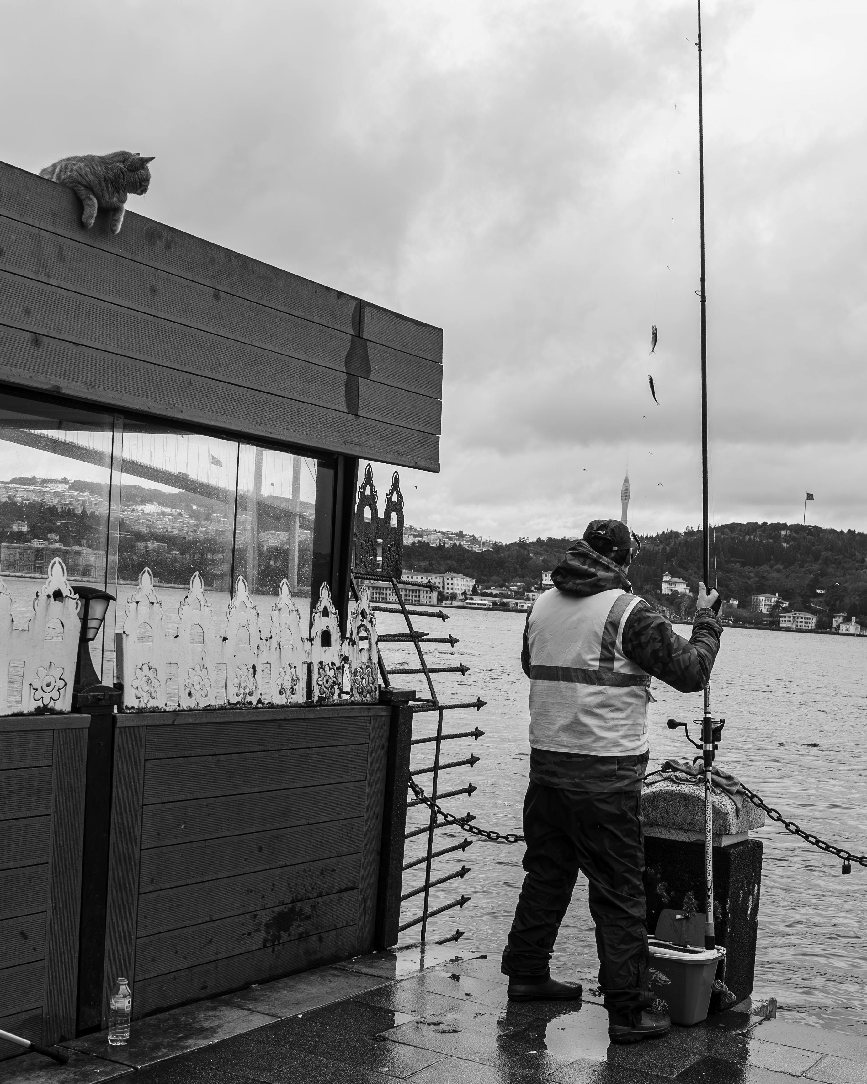 Fisherman Fishing by Waterfront with Cat