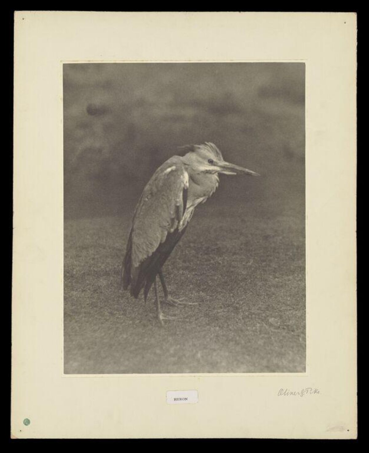 Vintage Heron Photograph